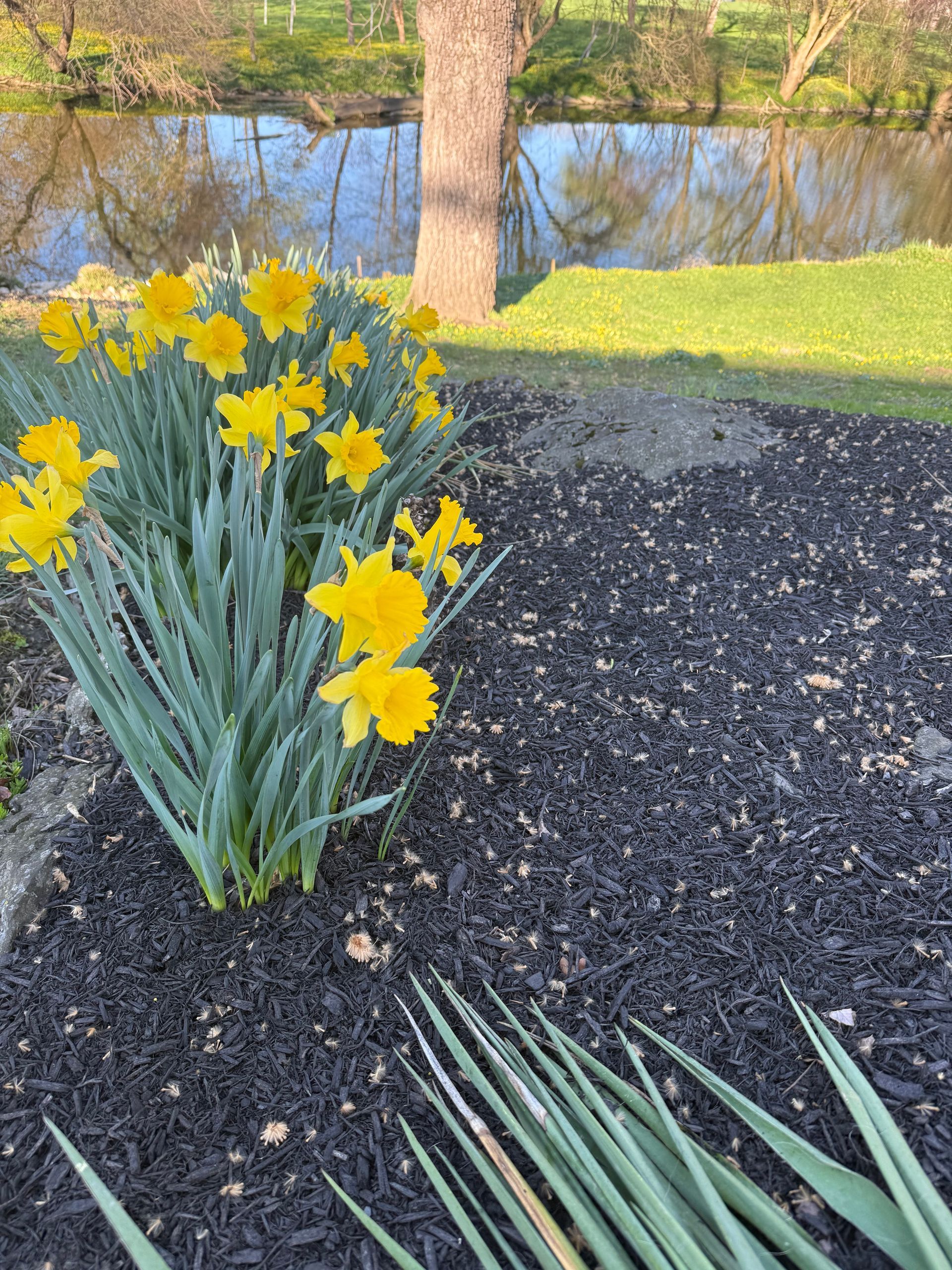 Yellow daffodils blooming in a garden bed beside a tree and a pond
