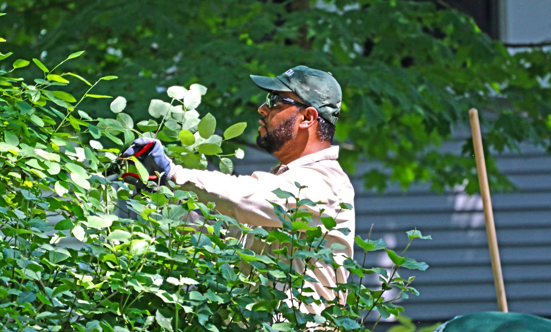 Man pruning a leafy bush outdoors. He wears a cap, sunglasses, gloves, and a light-colored shirt.