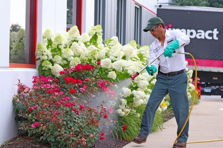 Man spraying a garden with white and red flowers; a truck is in the background.