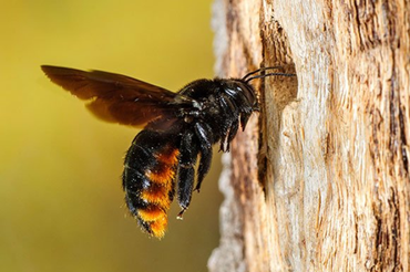 Bees