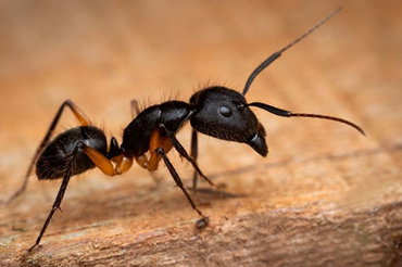 Insects