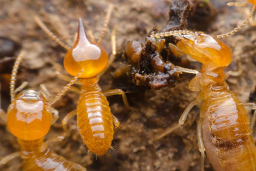 Bed Bugs