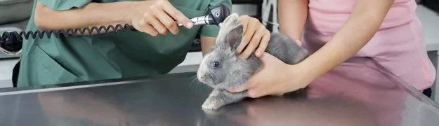 Rabbit check up