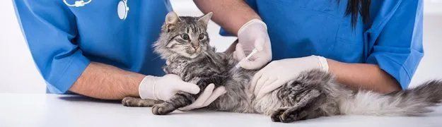 Cat having vaccination