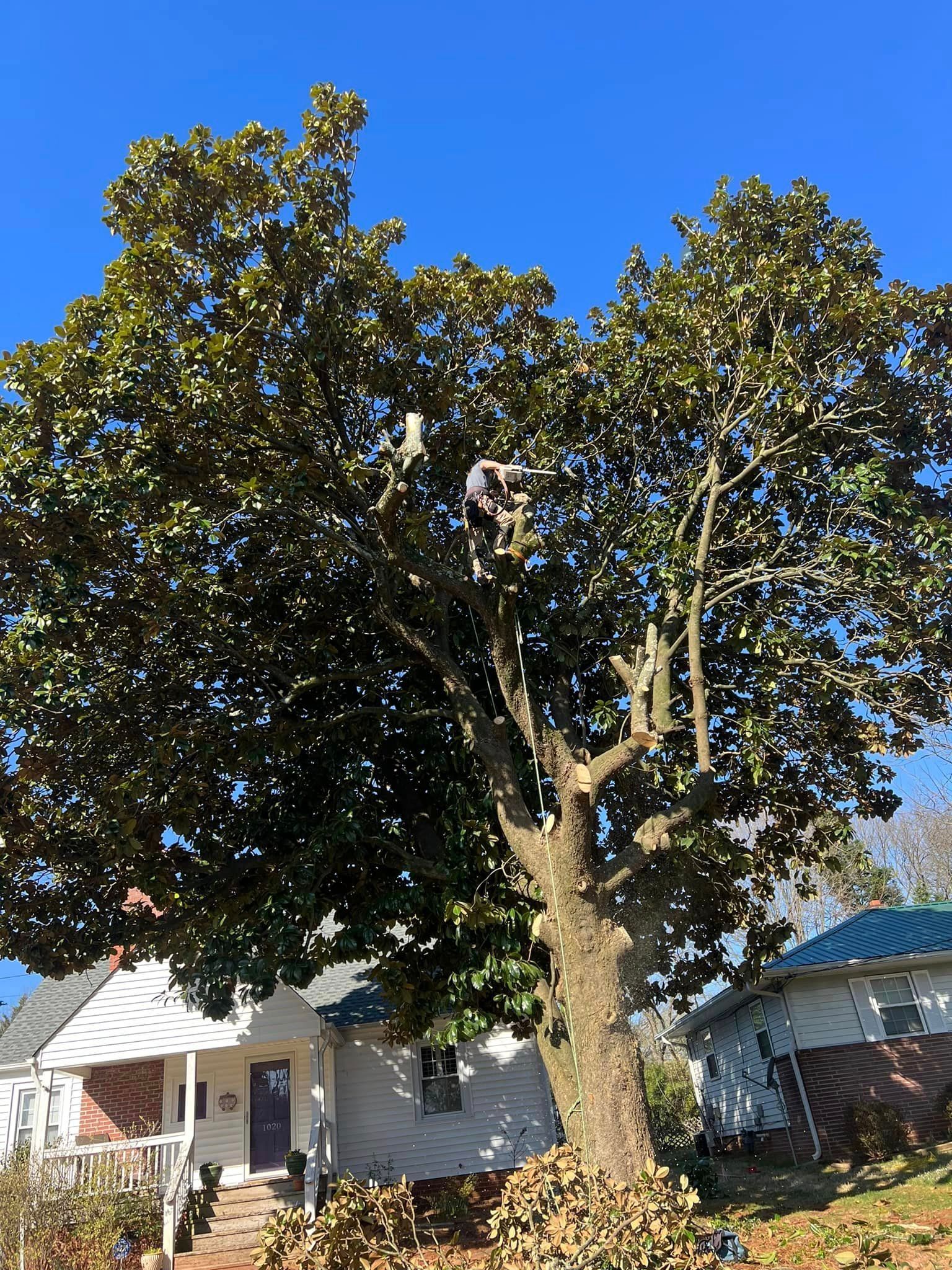 Tree service