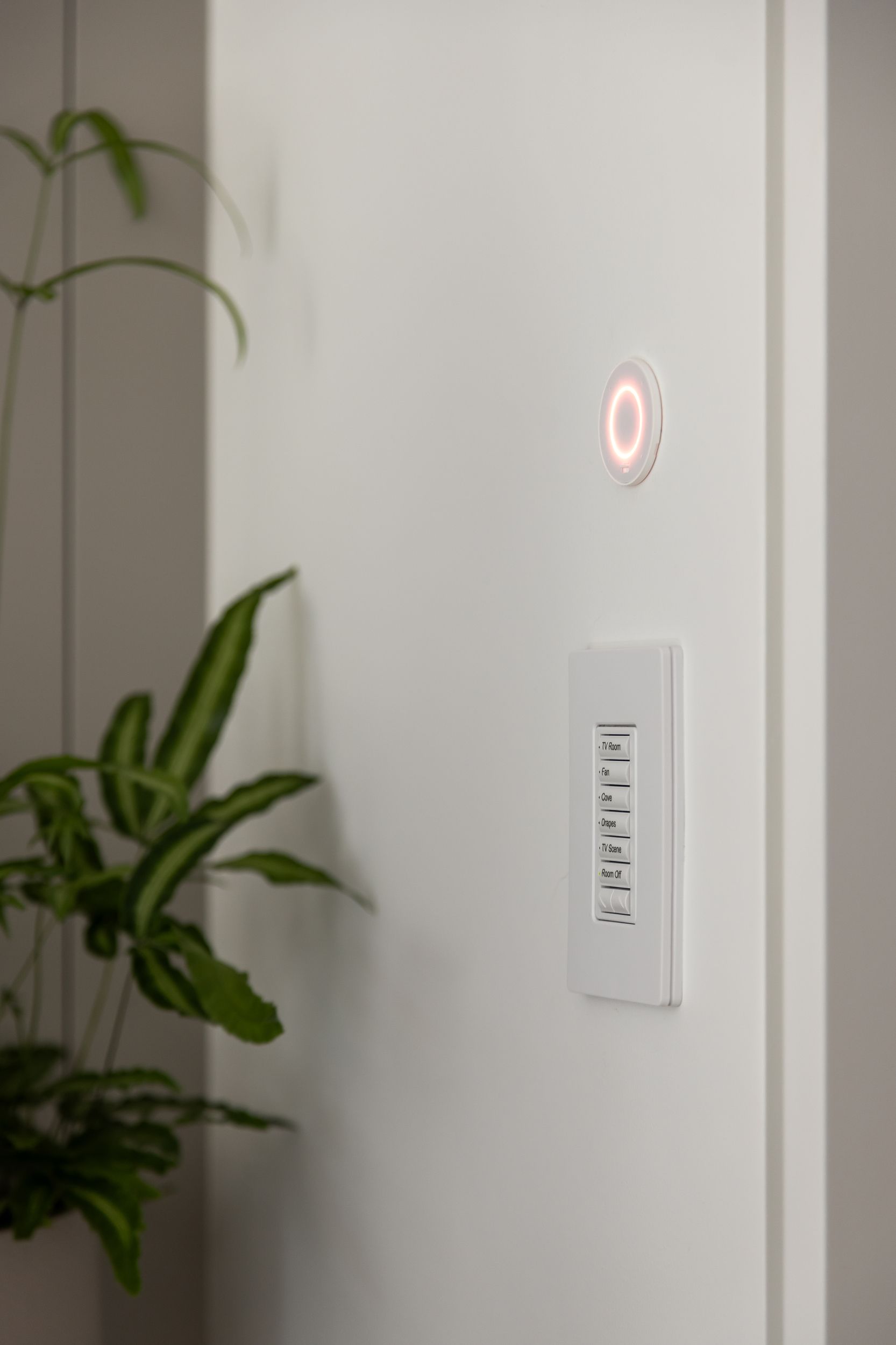 White door with a plant, doorbell, and light switch. The doorbell glows red.