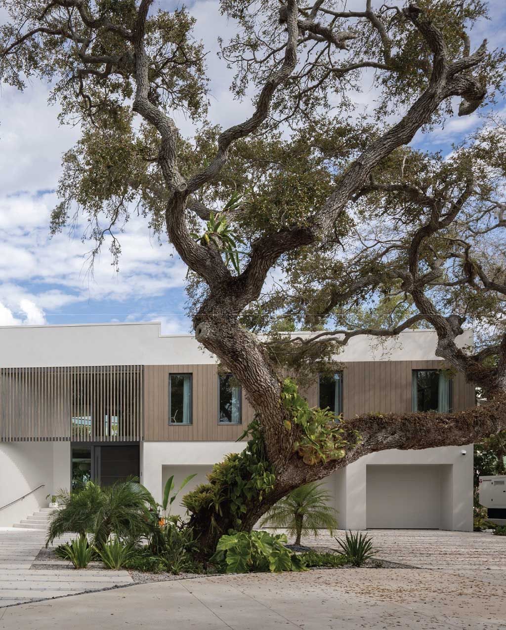 Large, gnarled tree in front of a modern, multi-story house with light-colored exterior and vertical wooden panels.