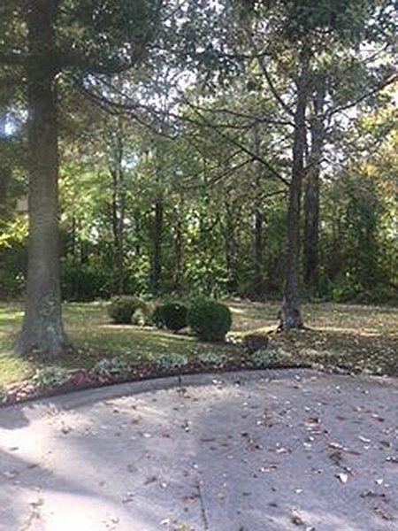 Spacious lot and trees