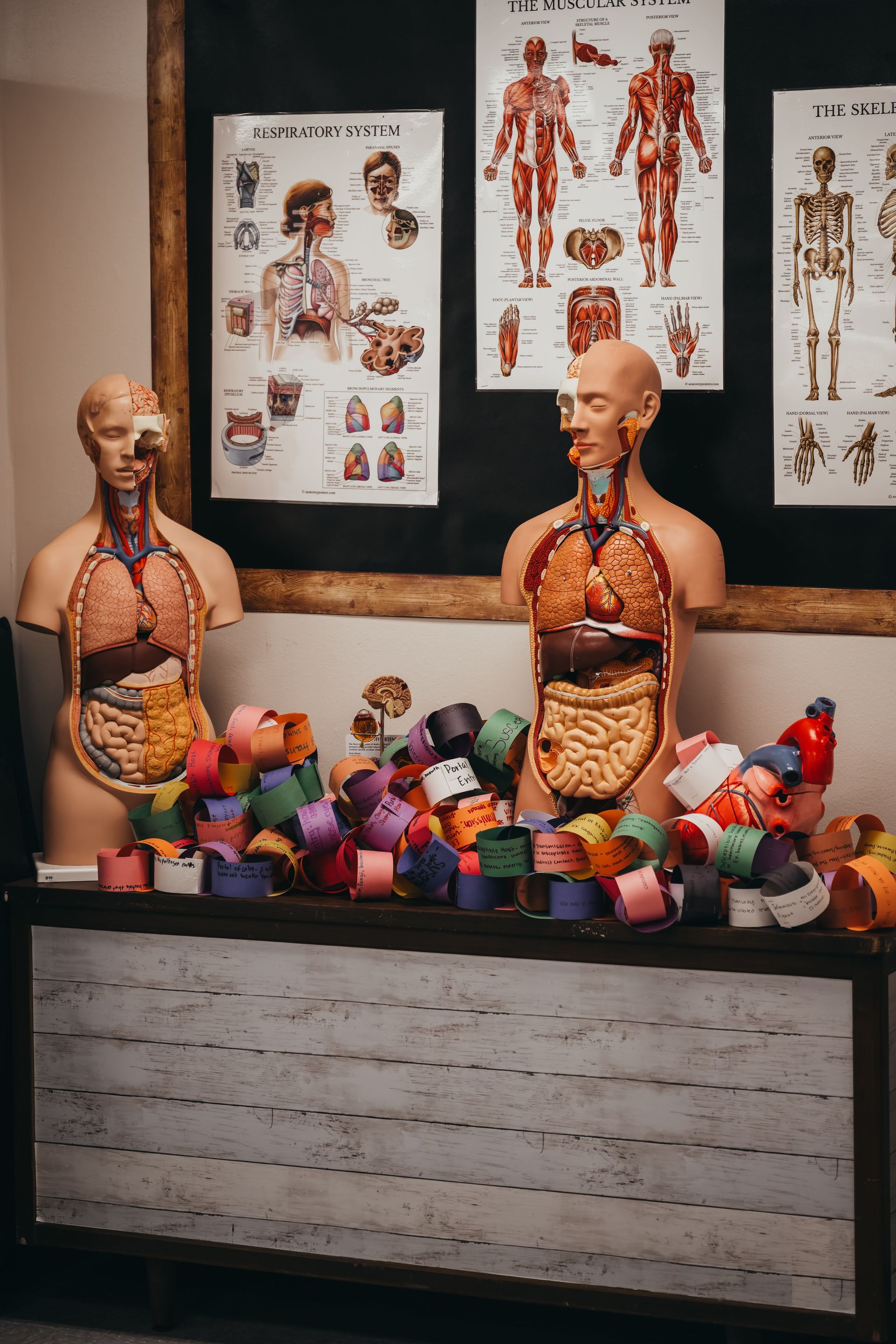 Anatomy models with paper chain decorations, in a classroom setting with anatomical charts.