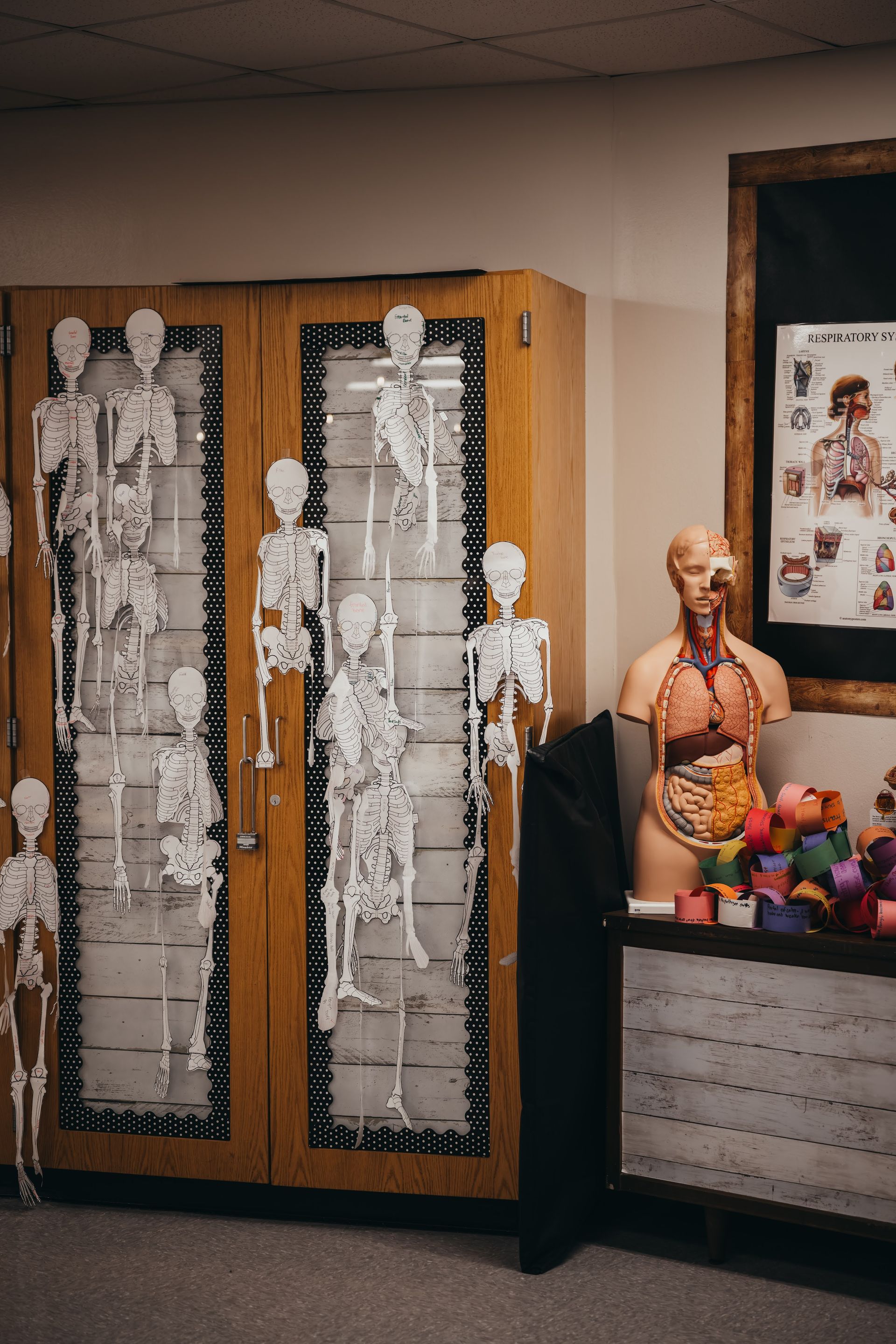 Skeletal models and anatomical model in classroom setting. Wooden cabinets with skeleton decorations; torso model.