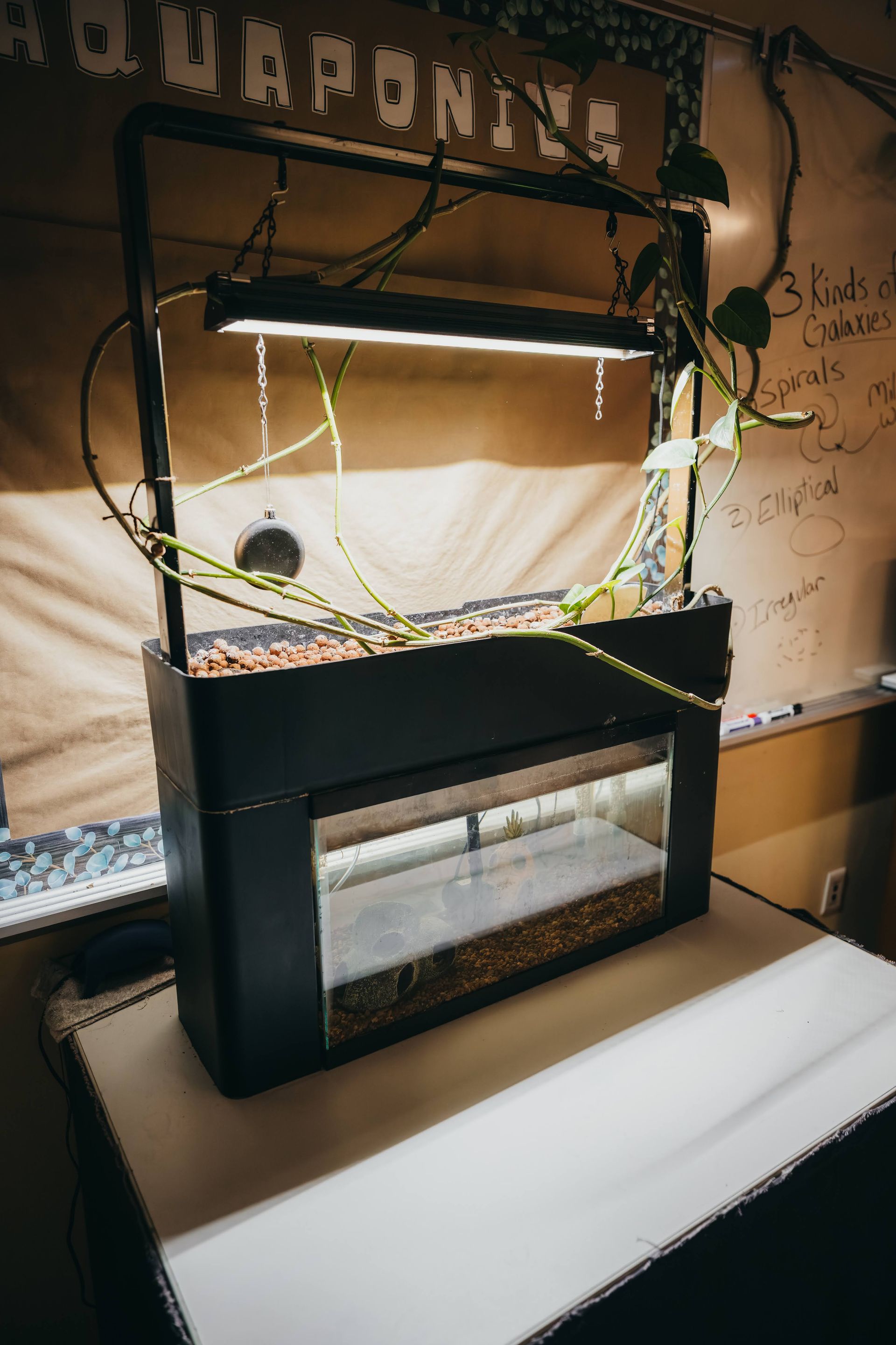 An aquaponics system with growing plants and lights, set on a table.