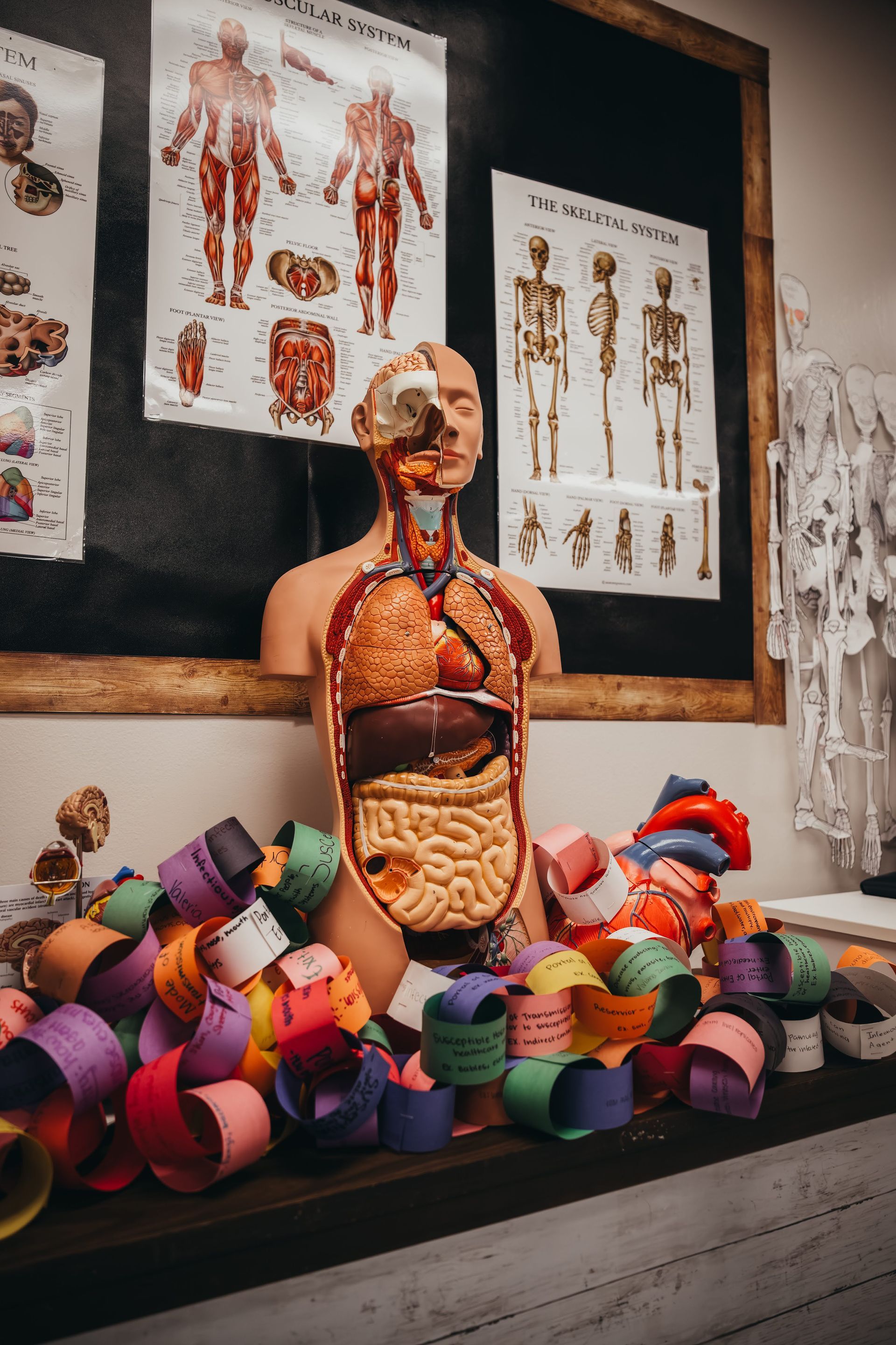 Anatomical model with exposed organs, surrounded by colorful paper chains, with anatomy posters in the background.