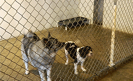 Dog inside indoor kennel