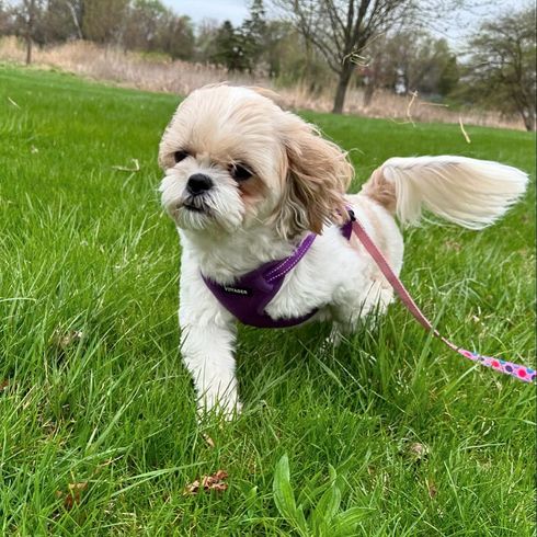 A small dog wearing a harness and leash is walking in the grass.