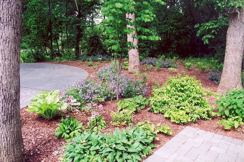 A woodland garden with paved paths, mulch, hostas, green shrubs, and purple flowering plants under mature trees.