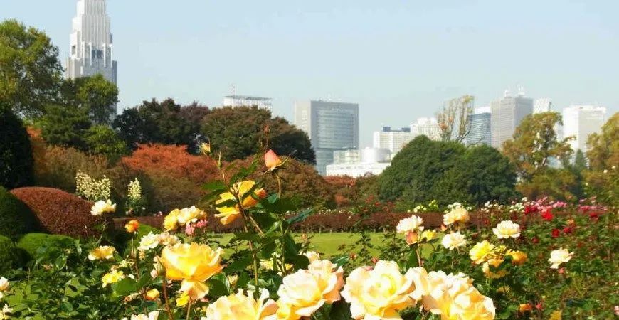 A lush rose garden with yellow flowers in the foreground, set against a backdrop of trees and a distant city skyline.