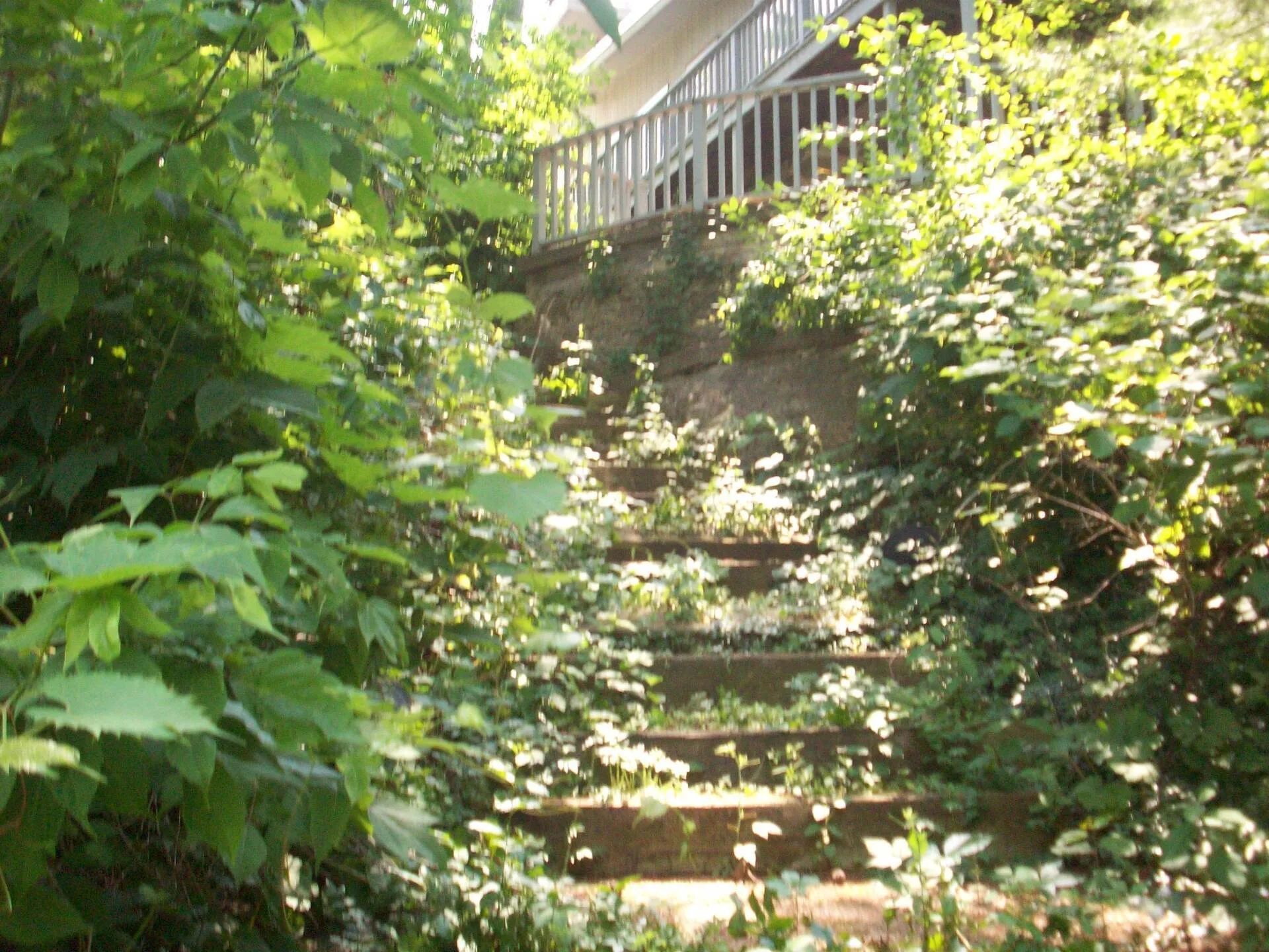 An outdoor staircase leading to a wooden deck, partially obscured by lush green bushes and climbing vines.
