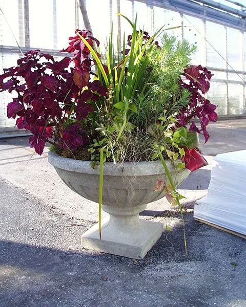 A stone-style pedestal planter filled with dark red foliage, green grasses, and various small plants in a greenhouse.