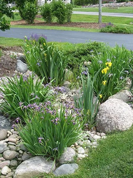 A garden landscape featuring purple and yellow iris flowers blooming among decorative river rocks and green foliage.