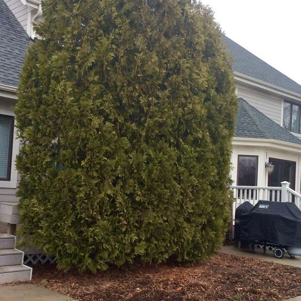 A large, dense evergreen tree stands next to a light-colored house with a covered grill on the nearby porch.