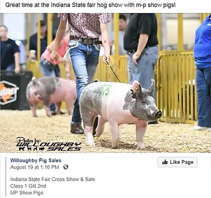Showpigs