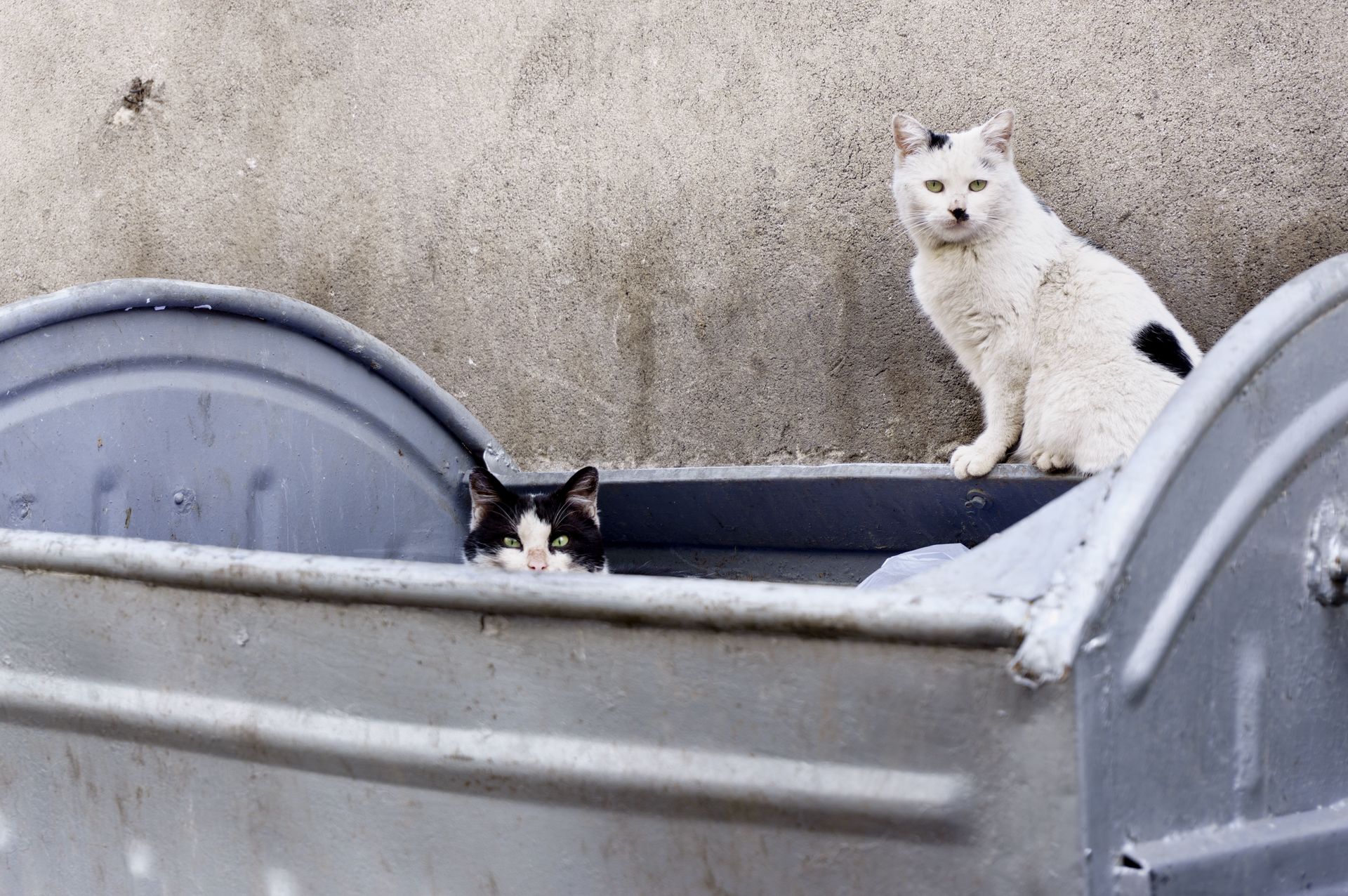 Two cats, one black and white peering from a dumpster, the other white with black spots sitting atop the bin.