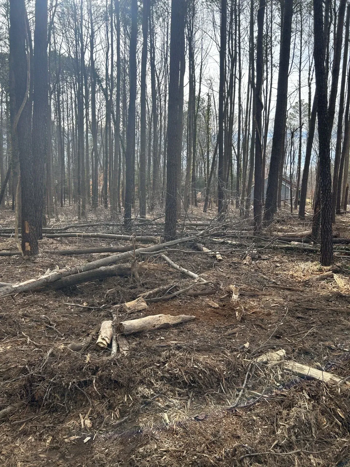 Burned forest, trees with dark, charred trunks, fallen logs, and scorched ground.