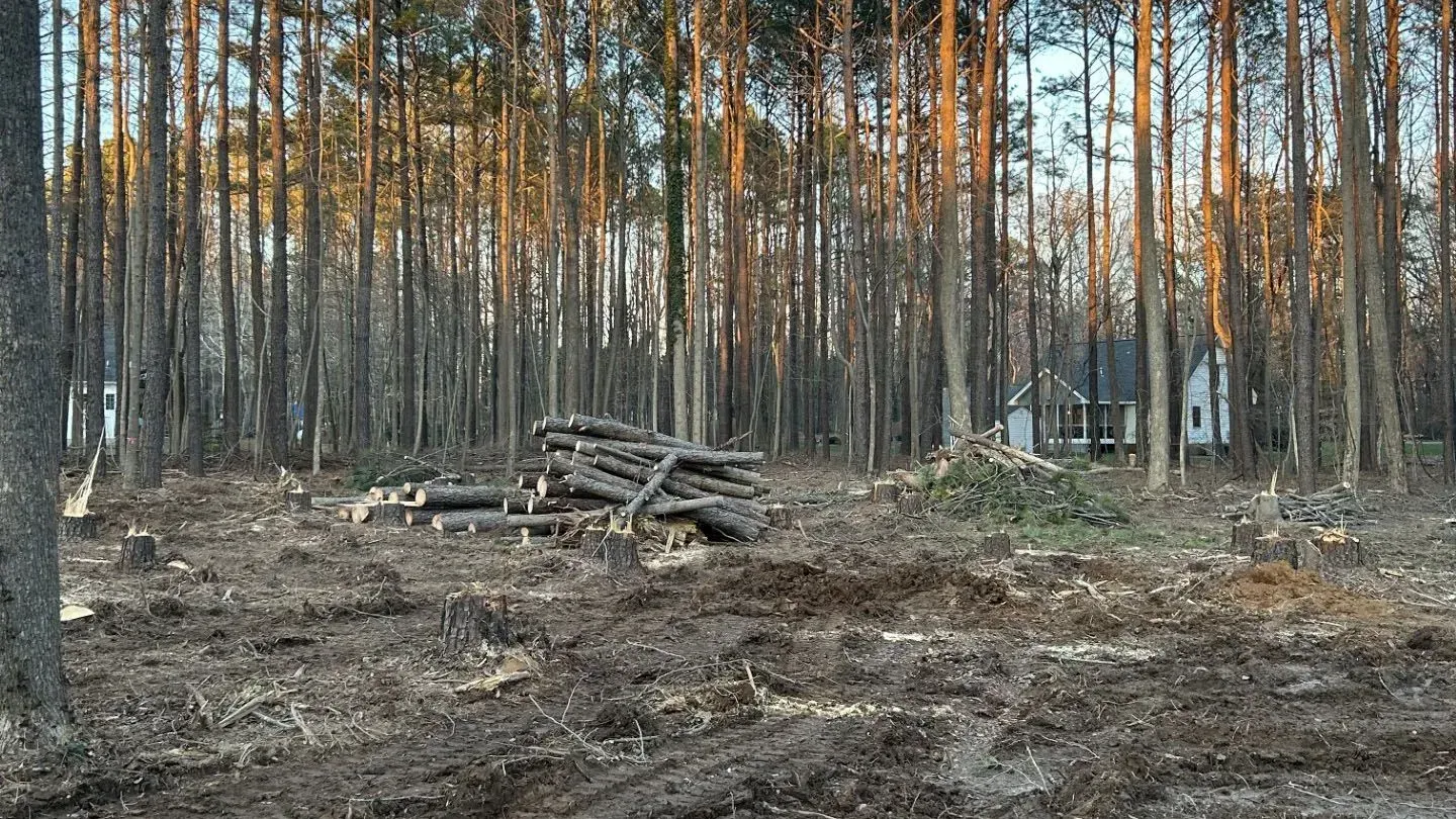 Clearing in a forest with cut logs and a house in the distance.