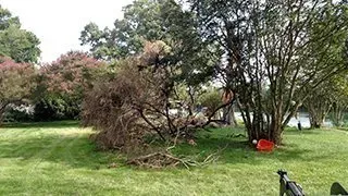 Lawn with trees. A partially dead tree is in front of green trees. Bright grass surrounds the trees.