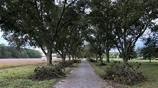 Gravel road lined with trees, recently pruned branches on the sides, field on the left, overcast sky.