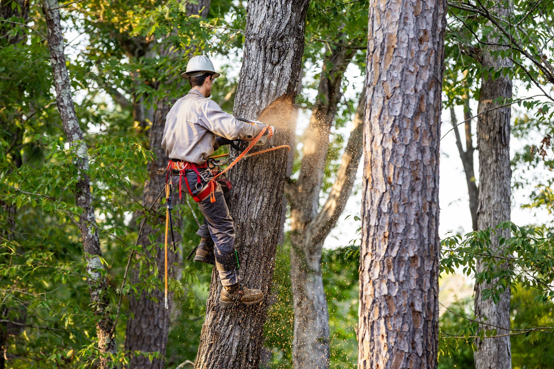 tree trimming