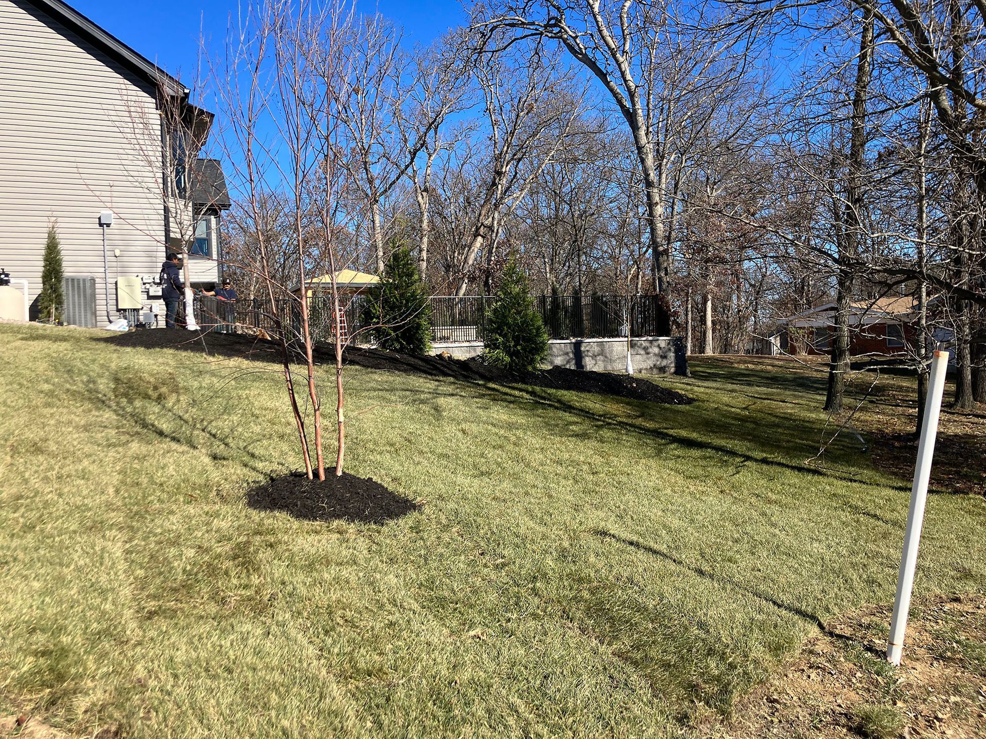 a small tree is being planted in the backyard of a house