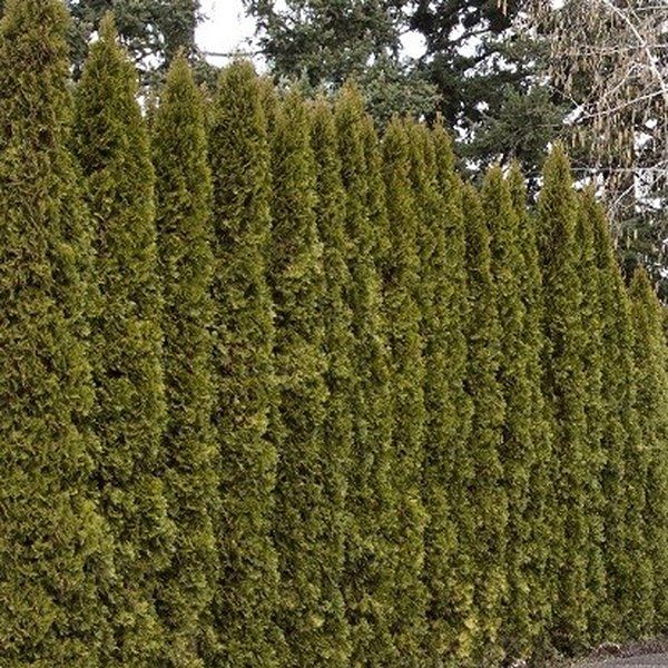 Trees & Shrubs | Landscape Tree | Garden Shrubs | Fruit Trees ...