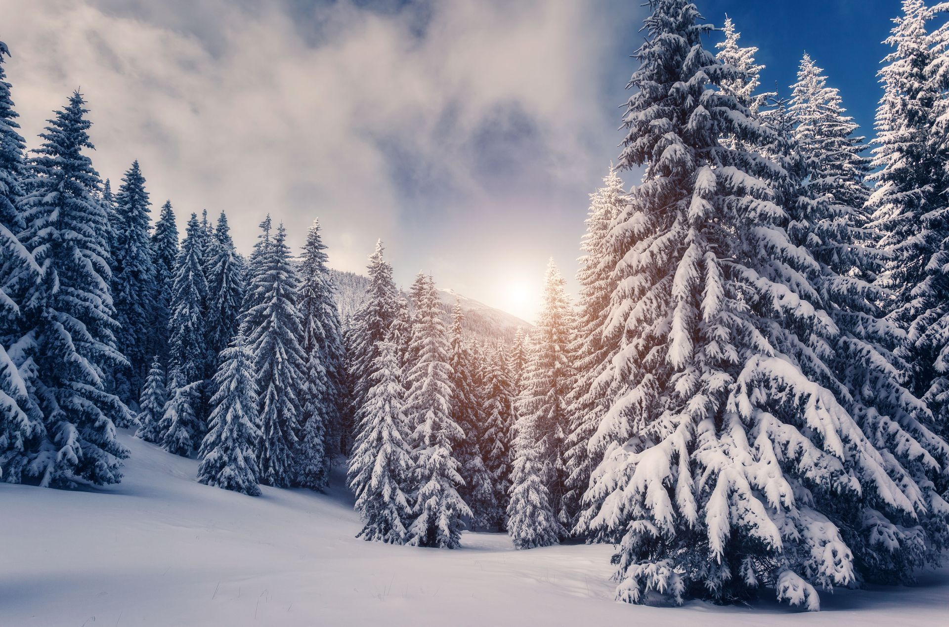 Snow-covered evergreen trees in a forest under a bright sun.