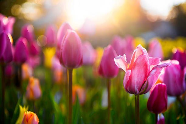 Pink tulips on a bright sunny day