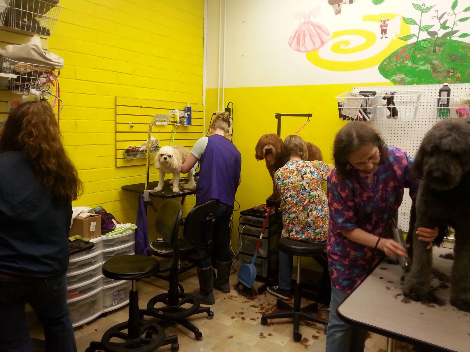 Bowsers Bath Pet Groomers Tigard, OR