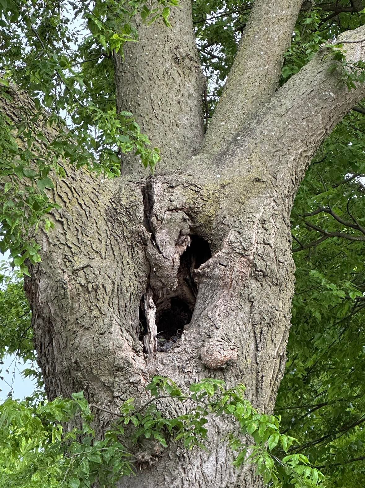 tree removal; tree service; arborist; tree removal choctaw, OK; tree removal midwest city, ok; tree removal nicoma park, ok; tree service choctaw, ok; tree service midwest city, ok; tree service nicoma park, ok tree removal harrah, tree removal choctaw, tree removal mcloud, tree removal jones, tree removal luther, tree removal edmond, tree removal arcadia, tree removal shawnee, tree removal meeker, tree removal nicoma park, tree removal spencer, tree removal mwc, tree removal midwest city, tree removal del city, tree removal okc, tree removal oklahoma city, tree removal moore, tree removal dale, tree removal midway, tree removal fowler, tree removal jacktown,  tree removal bethel acres, tree removal tecumseh, tree removal pink, tree removal nichols hills, tree removal the village, tree removal wellston, tree removal lake thunderbird, tree removal thunderbird, tree service harrah, tree service choctaw, tree service mcloud, tree service jones, tree service luther, tree service edmond, tree service arcadia, tree service shawnee, tree service meeker, tree service nicoma park, tree service spencer, tree service mwc, tree service midwest city, tree service del city, tree service okc, tree service oklahoma city, tree service moore, tree service dale, tree service midway, tree service fowler, tree service jacktown,  tree service bethel acres, tree service tecumseh, tree service pink, tree service nichols hills, tree service the village, tree service wellston, tree service lake thunderbird, tree service thunderbird, tree services harrah, tree services choctaw, tree services mcloud, tree services jones, tree services luther, tree services edmond, tree services arcadia, tree services shawnee, tree services meeker, tree services nicoma park, tree services spencer, tree services mwc, tree services midwest city, tree services del city, tree services okc, tree services oklahoma city, tree services moore, tree services dale, tree services midway, tree services fowler, tree services jacktown,  tree services bethel acres, tree services tecumseh, tree services pink, tree services nichols hills, tree services the village, tree services wellston, tree services lake thunderbird, tree services thunderbird, tree pruning harrah, tree pruning choctaw, tree pruning mcloud, tree pruning jones, tree pruning luther, tree pruning edmond, tree pruning arcadia, tree pruning shawnee, tree pruning meeker, tree pruning nicoma park, tree pruning spencer, tree pruning mwc, tree pruning midwest city, tree pruning del city, tree pruning okc, tree pruning oklahoma city, tree pruning moore, tree pruning dale, tree pruning midway, tree pruning fowler, tree pruning jacktown,  tree pruning bethel acres, tree pruning tecumseh, tree pruning pink, tree pruning nichols hills, tree pruning the village, tree pruning wellston, tree pruning lake thunderbird, tree pruning thunderbird, tree trimming harrah, tree trimming choctaw, tree trimming mcloud, tree trimming jones, tree trimming luther, tree trimming edmond, tree trimming arcadia, tree trimming shawnee, tree trimming meeker, tree trimming nicoma park, tree trimming spencer, tree trimming mwc, tree trimming midwest city, tree trimming del city, tree trimming okc, tree trimming oklahoma city, tree trimming moore, tree trimming dale, tree trimming midway, tree trimming fowler, tree trimming jacktown,  tree trimming bethel acres, tree trimming tecumseh, tree trimming pink, tree trimming nichols hills, tree trimming the village, tree trimming wellston, tree trimming lake thunderbird, tree trimming thunderbird, stump grinding harrah, stump grinding  choctaw, stump grinding mcloud, stump grinding jones, stump grinding luther, stump grinding  edmond, stump grinding arcadia, stump grinding shawnee, stump grinding meeker, stump grinding nicoma park, stump grinding spencer, stump grinding mwc, stump grinding midwest city, stump grinding del city, stump grinding okc, stump grinding oklahoma city, stump grinding moore, stump grinding dale, stump grinding midway, stump grinding fowler, stump grinding jacktown, stump grinding bethel acres, stump grinding tecumseh, stump grinding pink, stump grinding nichols hills, stump grinding the village, stump grinding wellston, stump grinding lake thunderbird, stump grinding thunderbird, harrah tree removal, choctaw tree removal, mcloud tree removal, jones tree removal, luther tree removal, edmond tree removal, arcadia tree removal, shawnee tree removal, meeker tree removal, nicoma park tree removal, spencer tree removal, mwc tree removal, midwest city tree removal, del city tree removal, okc tree removal, oklahoma city tree removal, moore tree removal, dale tree removal, midway tree removal, fowler tree removal, jacktown tree removal, bethel acres tree removal,  tecumseh tree removal, pink tree removal, nichols hills tree removal, the village tree removal, wellston tree removal, lake thunderbird tree removal, thunderbird tree removal, harrah tree service, choctaw tree service, mcloud tree service, jones tree service, luther tree service, edmond tree service, arcadia tree service, shawnee tree service, meeker tree service, nicoma park tree service, spencer tree service, mwc tree service, midwest city tree service, del city tree service, okc tree service, oklahoma city tree service, moore tree service, dale tree service, midway tree service, fowler tree service, jacktown tree service, bethel acres tree service,  tecumseh tree service, pink tree service, nichols hills tree service, the village tree service, wellston tree service, lake thunderbird tree service, thunderbird tree service, harrah tree services, choctaw tree services, mcloud tree services, jones tree services, luther tree services, edmond tree services, arcadia tree services, shawnee tree services, meeker tree services, nicoma park tree services, spencer tree services, mwc tree services, midwest city tree services, del city tree services, okc tree services, oklahoma city tree services, moore tree services, dale tree services, midway tree services, fowler tree services, jacktown tree services, bethel acres tree services,  tecumseh tree services, pink tree services, nichols hills tree services, the village tree services, wellston tree services, lake thunderbird tree services, thunderbird tree services, harrah tree pruning, choctaw tree pruning, mcloud tree pruning, jones tree pruning, luther tree pruning, edmond tree pruning, arcadia tree pruning, shawnee tree pruning, meeker tree pruning, nicoma park tree pruning, spencer tree pruning, mwc tree pruning, midwest city tree pruning, del city tree pruning, okc tree pruning, oklahoma city tree pruning, moore tree pruning, dale tree pruning, midway tree pruning, fowler tree pruning, jacktown tree pruning, bethel acres tree pruning,  tecumseh tree pruning, pink tree pruning, nichols hills tree pruning, the village tree pruning, wellston tree pruning, lake thunderbird tree pruning, thunderbird tree pruning, harrah tree trimming, choctaw tree trimming, mcloud tree trimming, jones tree trimming, luther tree trimming, edmond tree trimming, arcadia tree trimming, shawnee tree trimming, meeker tree trimming, nicoma park tree trimming, spencer tree trimming, mwc tree trimming, midwest city tree trimming, del city tree trimming, okc tree trimming, oklahoma city tree trimming, moore tree trimming, dale tree trimming, midway tree trimming, fowler tree trimming, jacktown tree trimming, bethel acres tree trimming,  tecumseh tree trimming, pink tree trimming, nichols hills tree trimming, the village tree trimming, wellston tree trimming, lake thunderbird tree trimming, thunderbird tree trimming, harrah stump grinding, choctaw stump grinding, mcloud stump grinding, jones stump grinding, luther stump grinding, edmond stump grinding, arcadia stump grinding, shawnee stump grinding, meeker stump grinding, nicoma park stump grinding, spencer stump grinding, mwc stump grinding, midwest city stump grinding, del city stump grinding, okc stump grinding, oklahoma city stump grinding, moore stump grinding, dale stump grinding, midway stump grinding, fowler stump grinding, jacktown stump grinding, bethel acres stump grinding,  tecumseh stump grinding, pink stump grinding, nichols hills stump grinding, the village stump grinding, wellston stump grinding, lake thunderbird stump grinding, thunderbird stump grinding, harrah arborist, choctaw arborist, mcloud arborist, jones arborist, luther arborist, edmond arborist, arcadia arborist, shawnee arborist, meeker arborist, nicoma park arborist, spencer arborist, mwc arborist, midwest city arborist, del city arborist, okc arborist, oklahoma city arborist, moore arborist, dale arborist, midway arborist, fowler arborist, jacktown arborist, bethel acres arborist,  tecumseh arborist, pink arborist, nichols hills arborist, the village arborist, wellston arborist, lake thunderbird arborist, thunderbird arborist, arborist harrah, arborist choctaw, arborist mcloud, arborist jones, arborist luther, arborist edmond, arborist arcadia, arborist shawnee, arborist meeker, arborist nicoma park, arborist spencer, arborist mwc, arborist midwest city, arborist del city, arborist okc, arborist oklahoma city, arborist moore, arborist dale, arborist midway, arborist fowler, arborist jacktown, arborist bethel acres, arborist tecumseh, arborist pink, arborist nichols hills, arborist the village, arborist wellston, arborist lake thunderbird, arborist thunderbird,