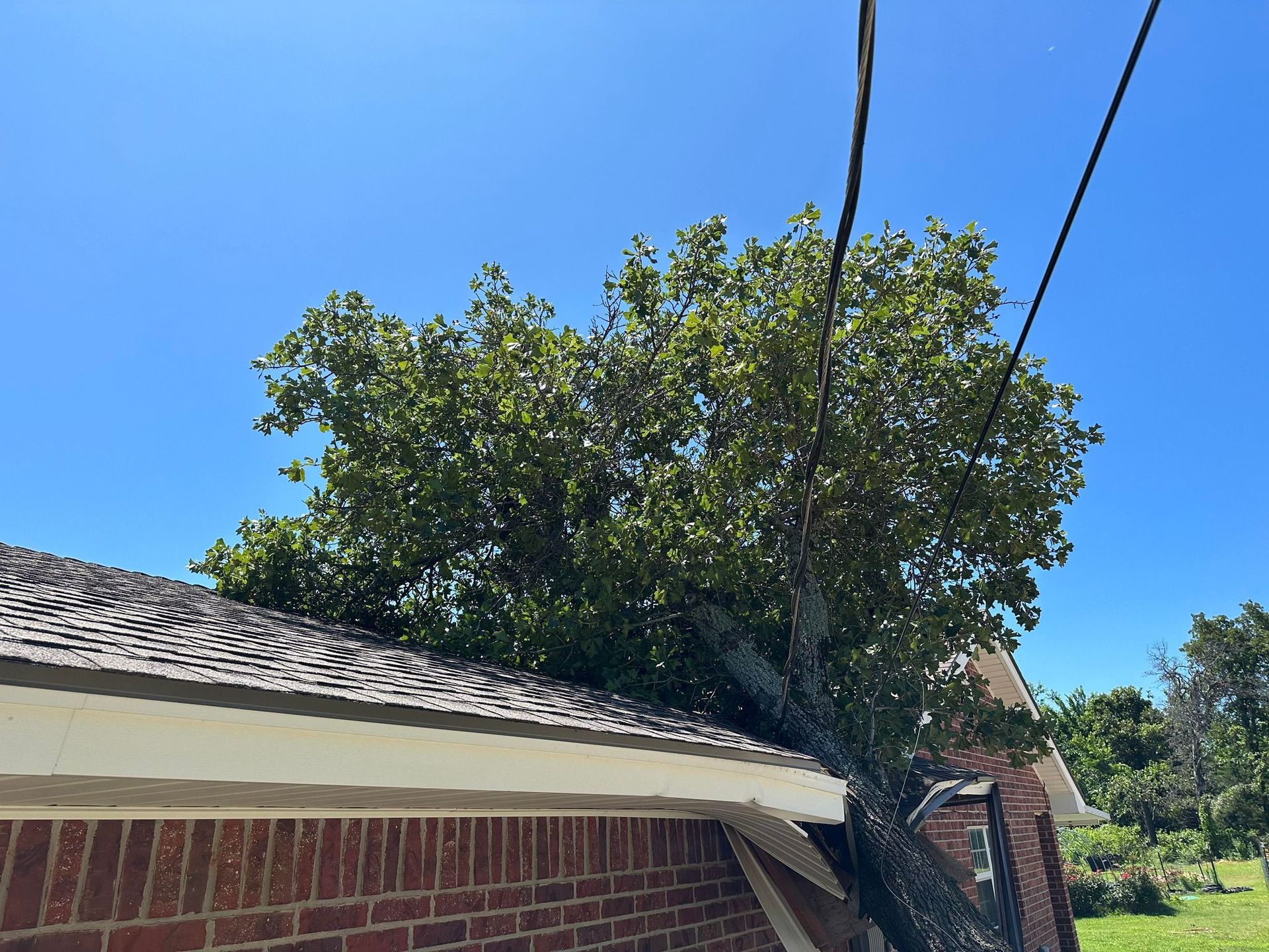 tree removal; tree service; arborist; tree removal choctaw, OK; tree removal midwest city, ok; tree removal nicoma park, ok; tree service choctaw, ok; tree service midwest city, ok; tree service nicoma park, ok tree removal harrah, tree removal choctaw, tree removal mcloud, tree removal jones, tree removal luther, tree removal edmond, tree removal arcadia, tree removal shawnee, tree removal meeker, tree removal nicoma park, tree removal spencer, tree removal mwc, tree removal midwest city, tree removal del city, tree removal okc, tree removal oklahoma city, tree removal moore, tree removal dale, tree removal midway, tree removal fowler, tree removal jacktown,  tree removal bethel acres, tree removal tecumseh, tree removal pink, tree removal nichols hills, tree removal the village, tree removal wellston, tree removal lake thunderbird, tree removal thunderbird, tree service harrah, tree service choctaw, tree service mcloud, tree service jones, tree service luther, tree service edmond, tree service arcadia, tree service shawnee, tree service meeker, tree service nicoma park, tree service spencer, tree service mwc, tree service midwest city, tree service del city, tree service okc, tree service oklahoma city, tree service moore, tree service dale, tree service midway, tree service fowler, tree service jacktown,  tree service bethel acres, tree service tecumseh, tree service pink, tree service nichols hills, tree service the village, tree service wellston, tree service lake thunderbird, tree service thunderbird, tree services harrah, tree services choctaw, tree services mcloud, tree services jones, tree services luther, tree services edmond, tree services arcadia, tree services shawnee, tree services meeker, tree services nicoma park, tree services spencer, tree services mwc, tree services midwest city, tree services del city, tree services okc, tree services oklahoma city, tree services moore, tree services dale, tree services midway, tree services fowler, tree services jacktown,  tree services bethel acres, tree services tecumseh, tree services pink, tree services nichols hills, tree services the village, tree services wellston, tree services lake thunderbird, tree services thunderbird, tree pruning harrah, tree pruning choctaw, tree pruning mcloud, tree pruning jones, tree pruning luther, tree pruning edmond, tree pruning arcadia, tree pruning shawnee, tree pruning meeker, tree pruning nicoma park, tree pruning spencer, tree pruning mwc, tree pruning midwest city, tree pruning del city, tree pruning okc, tree pruning oklahoma city, tree pruning moore, tree pruning dale, tree pruning midway, tree pruning fowler, tree pruning jacktown,  tree pruning bethel acres, tree pruning tecumseh, tree pruning pink, tree pruning nichols hills, tree pruning the village, tree pruning wellston, tree pruning lake thunderbird, tree pruning thunderbird, tree trimming harrah, tree trimming choctaw, tree trimming mcloud, tree trimming jones, tree trimming luther, tree trimming edmond, tree trimming arcadia, tree trimming shawnee, tree trimming meeker, tree trimming nicoma park, tree trimming spencer, tree trimming mwc, tree trimming midwest city, tree trimming del city, tree trimming okc, tree trimming oklahoma city, tree trimming moore, tree trimming dale, tree trimming midway, tree trimming fowler, tree trimming jacktown,  tree trimming bethel acres, tree trimming tecumseh, tree trimming pink, tree trimming nichols hills, tree trimming the village, tree trimming wellston, tree trimming lake thunderbird, tree trimming thunderbird, stump grinding harrah, stump grinding  choctaw, stump grinding mcloud, stump grinding jones, stump grinding luther, stump grinding  edmond, stump grinding arcadia, stump grinding shawnee, stump grinding meeker, stump grinding nicoma park, stump grinding spencer, stump grinding mwc, stump grinding midwest city, stump grinding del city, stump grinding okc, stump grinding oklahoma city, stump grinding moore, stump grinding dale, stump grinding midway, stump grinding fowler, stump grinding jacktown, stump grinding bethel acres, stump grinding tecumseh, stump grinding pink, stump grinding nichols hills, stump grinding the village, stump grinding wellston, stump grinding lake thunderbird, stump grinding thunderbird, harrah tree removal, choctaw tree removal, mcloud tree removal, jones tree removal, luther tree removal, edmond tree removal, arcadia tree removal, shawnee tree removal, meeker tree removal, nicoma park tree removal, spencer tree removal, mwc tree removal, midwest city tree removal, del city tree removal, okc tree removal, oklahoma city tree removal, moore tree removal, dale tree removal, midway tree removal, fowler tree removal, jacktown tree removal, bethel acres tree removal,  tecumseh tree removal, pink tree removal, nichols hills tree removal, the village tree removal, wellston tree removal, lake thunderbird tree removal, thunderbird tree removal, harrah tree service, choctaw tree service, mcloud tree service, jones tree service, luther tree service, edmond tree service, arcadia tree service, shawnee tree service, meeker tree service, nicoma park tree service, spencer tree service, mwc tree service, midwest city tree service, del city tree service, okc tree service, oklahoma city tree service, moore tree service, dale tree service, midway tree service, fowler tree service, jacktown tree service, bethel acres tree service,  tecumseh tree service, pink tree service, nichols hills tree service, the village tree service, wellston tree service, lake thunderbird tree service, thunderbird tree service, harrah tree services, choctaw tree services, mcloud tree services, jones tree services, luther tree services, edmond tree services, arcadia tree services, shawnee tree services, meeker tree services, nicoma park tree services, spencer tree services, mwc tree services, midwest city tree services, del city tree services, okc tree services, oklahoma city tree services, moore tree services, dale tree services, midway tree services, fowler tree services, jacktown tree services, bethel acres tree services,  tecumseh tree services, pink tree services, nichols hills tree services, the village tree services, wellston tree services, lake thunderbird tree services, thunderbird tree services, harrah tree pruning, choctaw tree pruning, mcloud tree pruning, jones tree pruning, luther tree pruning, edmond tree pruning, arcadia tree pruning, shawnee tree pruning, meeker tree pruning, nicoma park tree pruning, spencer tree pruning, mwc tree pruning, midwest city tree pruning, del city tree pruning, okc tree pruning, oklahoma city tree pruning, moore tree pruning, dale tree pruning, midway tree pruning, fowler tree pruning, jacktown tree pruning, bethel acres tree pruning,  tecumseh tree pruning, pink tree pruning, nichols hills tree pruning, the village tree pruning, wellston tree pruning, lake thunderbird tree pruning, thunderbird tree pruning, harrah tree trimming, choctaw tree trimming, mcloud tree trimming, jones tree trimming, luther tree trimming, edmond tree trimming, arcadia tree trimming, shawnee tree trimming, meeker tree trimming, nicoma park tree trimming, spencer tree trimming, mwc tree trimming, midwest city tree trimming, del city tree trimming, okc tree trimming, oklahoma city tree trimming, moore tree trimming, dale tree trimming, midway tree trimming, fowler tree trimming, jacktown tree trimming, bethel acres tree trimming,  tecumseh tree trimming, pink tree trimming, nichols hills tree trimming, the village tree trimming, wellston tree trimming, lake thunderbird tree trimming, thunderbird tree trimming, harrah stump grinding, choctaw stump grinding, mcloud stump grinding, jones stump grinding, luther stump grinding, edmond stump grinding, arcadia stump grinding, shawnee stump grinding, meeker stump grinding, nicoma park stump grinding, spencer stump grinding, mwc stump grinding, midwest city stump grinding, del city stump grinding, okc stump grinding, oklahoma city stump grinding, moore stump grinding, dale stump grinding, midway stump grinding, fowler stump grinding, jacktown stump grinding, bethel acres stump grinding,  tecumseh stump grinding, pink stump grinding, nichols hills stump grinding, the village stump grinding, wellston stump grinding, lake thunderbird stump grinding, thunderbird stump grinding, harrah arborist, choctaw arborist, mcloud arborist, jones arborist, luther arborist, edmond arborist, arcadia arborist, shawnee arborist, meeker arborist, nicoma park arborist, spencer arborist, mwc arborist, midwest city arborist, del city arborist, okc arborist, oklahoma city arborist, moore arborist, dale arborist, midway arborist, fowler arborist, jacktown arborist, bethel acres arborist,  tecumseh arborist, pink arborist, nichols hills arborist, the village arborist, wellston arborist, lake thunderbird arborist, thunderbird arborist, arborist harrah, arborist choctaw, arborist mcloud, arborist jones, arborist luther, arborist edmond, arborist arcadia, arborist shawnee, arborist meeker, arborist nicoma park, arborist spencer, arborist mwc, arborist midwest city, arborist del city, arborist okc, arborist oklahoma city, arborist moore, arborist dale, arborist midway, arborist fowler, arborist jacktown, arborist bethel acres, arborist tecumseh, arborist pink, arborist nichols hills, arborist the village, arborist wellston, arborist lake thunderbird, arborist thunderbird,