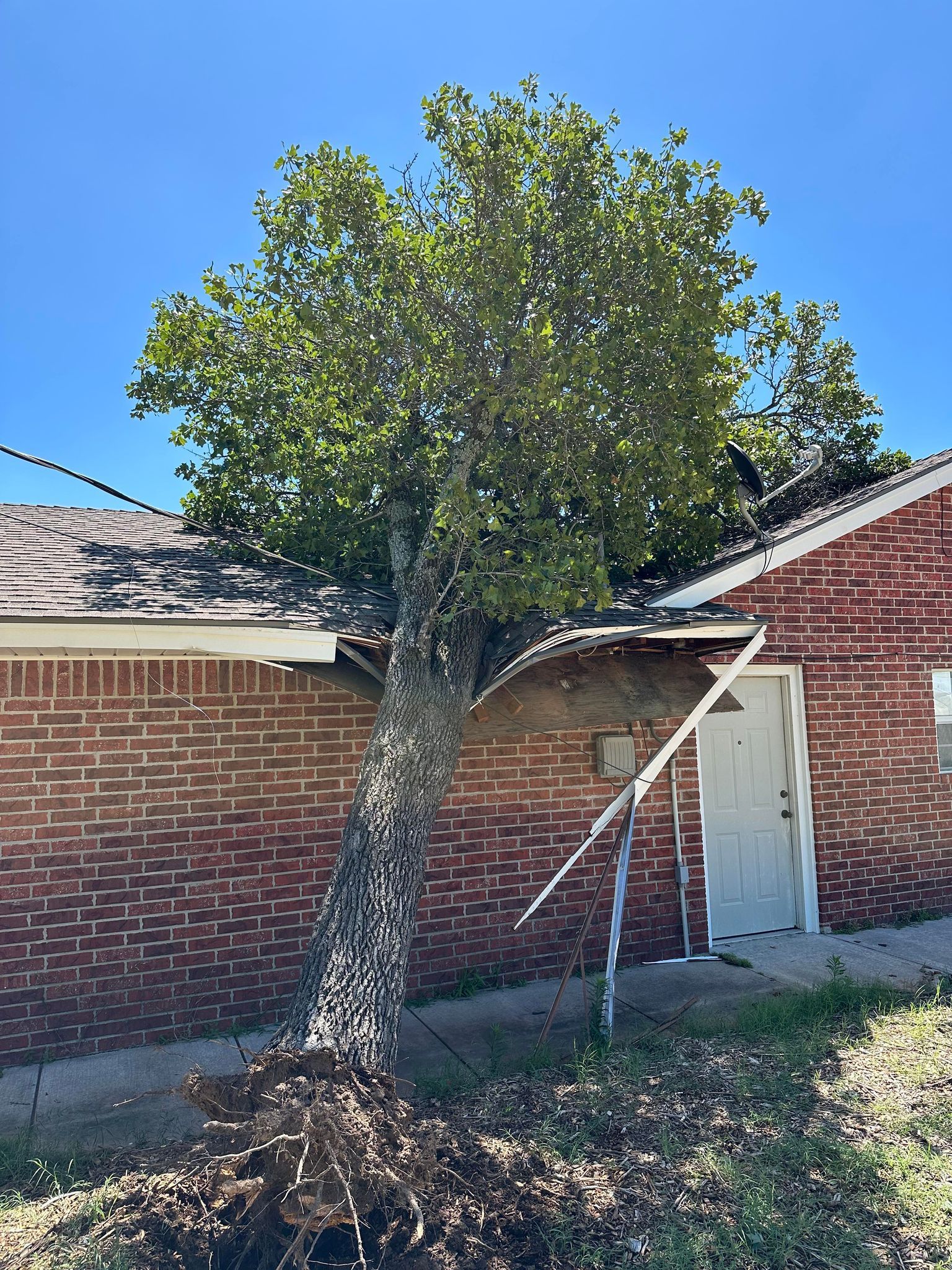 tree removal; tree service; arborist; tree removal choctaw, OK; tree removal midwest city, ok; tree removal nicoma park, ok; tree service choctaw, ok; tree service midwest city, ok; tree service nicoma park, ok tree removal harrah, tree removal choctaw, tree removal mcloud, tree removal jones, tree removal luther, tree removal edmond, tree removal arcadia, tree removal shawnee, tree removal meeker, tree removal nicoma park, tree removal spencer, tree removal mwc, tree removal midwest city, tree removal del city, tree removal okc, tree removal oklahoma city, tree removal moore, tree removal dale, tree removal midway, tree removal fowler, tree removal jacktown,  tree removal bethel acres, tree removal tecumseh, tree removal pink, tree removal nichols hills, tree removal the village, tree removal wellston, tree removal lake thunderbird, tree removal thunderbird, tree service harrah, tree service choctaw, tree service mcloud, tree service jones, tree service luther, tree service edmond, tree service arcadia, tree service shawnee, tree service meeker, tree service nicoma park, tree service spencer, tree service mwc, tree service midwest city, tree service del city, tree service okc, tree service oklahoma city, tree service moore, tree service dale, tree service midway, tree service fowler, tree service jacktown,  tree service bethel acres, tree service tecumseh, tree service pink, tree service nichols hills, tree service the village, tree service wellston, tree service lake thunderbird, tree service thunderbird, tree services harrah, tree services choctaw, tree services mcloud, tree services jones, tree services luther, tree services edmond, tree services arcadia, tree services shawnee, tree services meeker, tree services nicoma park, tree services spencer, tree services mwc, tree services midwest city, tree services del city, tree services okc, tree services oklahoma city, tree services moore, tree services dale, tree services midway, tree services fowler, tree services jacktown,  tree services bethel acres, tree services tecumseh, tree services pink, tree services nichols hills, tree services the village, tree services wellston, tree services lake thunderbird, tree services thunderbird, tree pruning harrah, tree pruning choctaw, tree pruning mcloud, tree pruning jones, tree pruning luther, tree pruning edmond, tree pruning arcadia, tree pruning shawnee, tree pruning meeker, tree pruning nicoma park, tree pruning spencer, tree pruning mwc, tree pruning midwest city, tree pruning del city, tree pruning okc, tree pruning oklahoma city, tree pruning moore, tree pruning dale, tree pruning midway, tree pruning fowler, tree pruning jacktown,  tree pruning bethel acres, tree pruning tecumseh, tree pruning pink, tree pruning nichols hills, tree pruning the village, tree pruning wellston, tree pruning lake thunderbird, tree pruning thunderbird, tree trimming harrah, tree trimming choctaw, tree trimming mcloud, tree trimming jones, tree trimming luther, tree trimming edmond, tree trimming arcadia, tree trimming shawnee, tree trimming meeker, tree trimming nicoma park, tree trimming spencer, tree trimming mwc, tree trimming midwest city, tree trimming del city, tree trimming okc, tree trimming oklahoma city, tree trimming moore, tree trimming dale, tree trimming midway, tree trimming fowler, tree trimming jacktown,  tree trimming bethel acres, tree trimming tecumseh, tree trimming pink, tree trimming nichols hills, tree trimming the village, tree trimming wellston, tree trimming lake thunderbird, tree trimming thunderbird, stump grinding harrah, stump grinding  choctaw, stump grinding mcloud, stump grinding jones, stump grinding luther, stump grinding  edmond, stump grinding arcadia, stump grinding shawnee, stump grinding meeker, stump grinding nicoma park, stump grinding spencer, stump grinding mwc, stump grinding midwest city, stump grinding del city, stump grinding okc, stump grinding oklahoma city, stump grinding moore, stump grinding dale, stump grinding midway, stump grinding fowler, stump grinding jacktown, stump grinding bethel acres, stump grinding tecumseh, stump grinding pink, stump grinding nichols hills, stump grinding the village, stump grinding wellston, stump grinding lake thunderbird, stump grinding thunderbird, harrah tree removal, choctaw tree removal, mcloud tree removal, jones tree removal, luther tree removal, edmond tree removal, arcadia tree removal, shawnee tree removal, meeker tree removal, nicoma park tree removal, spencer tree removal, mwc tree removal, midwest city tree removal, del city tree removal, okc tree removal, oklahoma city tree removal, moore tree removal, dale tree removal, midway tree removal, fowler tree removal, jacktown tree removal, bethel acres tree removal,  tecumseh tree removal, pink tree removal, nichols hills tree removal, the village tree removal, wellston tree removal, lake thunderbird tree removal, thunderbird tree removal, harrah tree service, choctaw tree service, mcloud tree service, jones tree service, luther tree service, edmond tree service, arcadia tree service, shawnee tree service, meeker tree service, nicoma park tree service, spencer tree service, mwc tree service, midwest city tree service, del city tree service, okc tree service, oklahoma city tree service, moore tree service, dale tree service, midway tree service, fowler tree service, jacktown tree service, bethel acres tree service,  tecumseh tree service, pink tree service, nichols hills tree service, the village tree service, wellston tree service, lake thunderbird tree service, thunderbird tree service, harrah tree services, choctaw tree services, mcloud tree services, jones tree services, luther tree services, edmond tree services, arcadia tree services, shawnee tree services, meeker tree services, nicoma park tree services, spencer tree services, mwc tree services, midwest city tree services, del city tree services, okc tree services, oklahoma city tree services, moore tree services, dale tree services, midway tree services, fowler tree services, jacktown tree services, bethel acres tree services,  tecumseh tree services, pink tree services, nichols hills tree services, the village tree services, wellston tree services, lake thunderbird tree services, thunderbird tree services, harrah tree pruning, choctaw tree pruning, mcloud tree pruning, jones tree pruning, luther tree pruning, edmond tree pruning, arcadia tree pruning, shawnee tree pruning, meeker tree pruning, nicoma park tree pruning, spencer tree pruning, mwc tree pruning, midwest city tree pruning, del city tree pruning, okc tree pruning, oklahoma city tree pruning, moore tree pruning, dale tree pruning, midway tree pruning, fowler tree pruning, jacktown tree pruning, bethel acres tree pruning,  tecumseh tree pruning, pink tree pruning, nichols hills tree pruning, the village tree pruning, wellston tree pruning, lake thunderbird tree pruning, thunderbird tree pruning, harrah tree trimming, choctaw tree trimming, mcloud tree trimming, jones tree trimming, luther tree trimming, edmond tree trimming, arcadia tree trimming, shawnee tree trimming, meeker tree trimming, nicoma park tree trimming, spencer tree trimming, mwc tree trimming, midwest city tree trimming, del city tree trimming, okc tree trimming, oklahoma city tree trimming, moore tree trimming, dale tree trimming, midway tree trimming, fowler tree trimming, jacktown tree trimming, bethel acres tree trimming,  tecumseh tree trimming, pink tree trimming, nichols hills tree trimming, the village tree trimming, wellston tree trimming, lake thunderbird tree trimming, thunderbird tree trimming, harrah stump grinding, choctaw stump grinding, mcloud stump grinding, jones stump grinding, luther stump grinding, edmond stump grinding, arcadia stump grinding, shawnee stump grinding, meeker stump grinding, nicoma park stump grinding, spencer stump grinding, mwc stump grinding, midwest city stump grinding, del city stump grinding, okc stump grinding, oklahoma city stump grinding, moore stump grinding, dale stump grinding, midway stump grinding, fowler stump grinding, jacktown stump grinding, bethel acres stump grinding,  tecumseh stump grinding, pink stump grinding, nichols hills stump grinding, the village stump grinding, wellston stump grinding, lake thunderbird stump grinding, thunderbird stump grinding, harrah arborist, choctaw arborist, mcloud arborist, jones arborist, luther arborist, edmond arborist, arcadia arborist, shawnee arborist, meeker arborist, nicoma park arborist, spencer arborist, mwc arborist, midwest city arborist, del city arborist, okc arborist, oklahoma city arborist, moore arborist, dale arborist, midway arborist, fowler arborist, jacktown arborist, bethel acres arborist,  tecumseh arborist, pink arborist, nichols hills arborist, the village arborist, wellston arborist, lake thunderbird arborist, thunderbird arborist, arborist harrah, arborist choctaw, arborist mcloud, arborist jones, arborist luther, arborist edmond, arborist arcadia, arborist shawnee, arborist meeker, arborist nicoma park, arborist spencer, arborist mwc, arborist midwest city, arborist del city, arborist okc, arborist oklahoma city, arborist moore, arborist dale, arborist midway, arborist fowler, arborist jacktown, arborist bethel acres, arborist tecumseh, arborist pink, arborist nichols hills, arborist the village, arborist wellston, arborist lake thunderbird, arborist thunderbird,