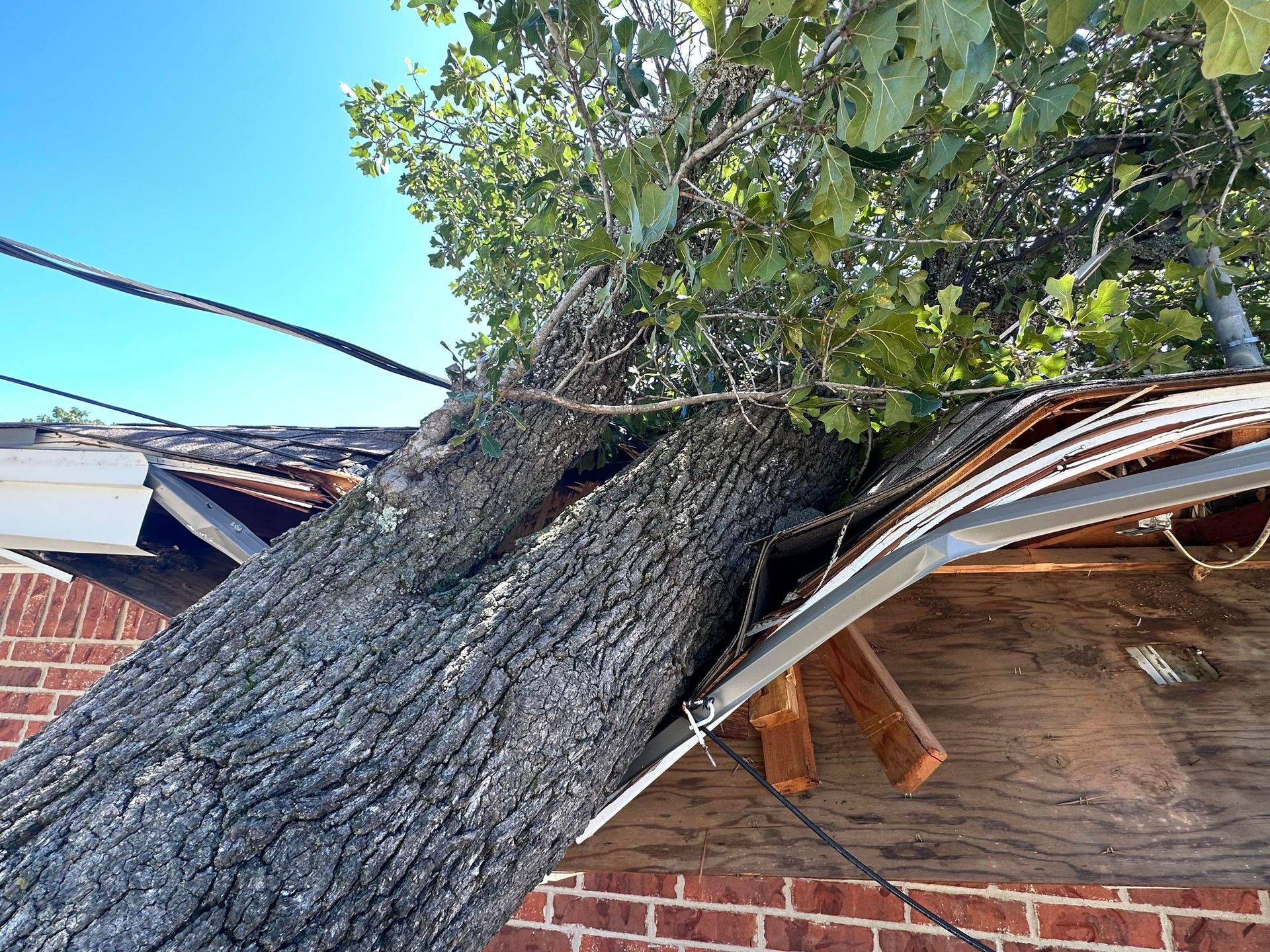 tree removal; tree service; arborist; tree removal choctaw, OK; tree removal midwest city, ok; tree removal nicoma park, ok; tree service choctaw, ok; tree service midwest city, ok; tree service nicoma park, ok tree removal harrah, tree removal choctaw, tree removal mcloud, tree removal jones, tree removal luther, tree removal edmond, tree removal arcadia, tree removal shawnee, tree removal meeker, tree removal nicoma park, tree removal spencer, tree removal mwc, tree removal midwest city, tree removal del city, tree removal okc, tree removal oklahoma city, tree removal moore, tree removal dale, tree removal midway, tree removal fowler, tree removal jacktown,  tree removal bethel acres, tree removal tecumseh, tree removal pink, tree removal nichols hills, tree removal the village, tree removal wellston, tree removal lake thunderbird, tree removal thunderbird, tree service harrah, tree service choctaw, tree service mcloud, tree service jones, tree service luther, tree service edmond, tree service arcadia, tree service shawnee, tree service meeker, tree service nicoma park, tree service spencer, tree service mwc, tree service midwest city, tree service del city, tree service okc, tree service oklahoma city, tree service moore, tree service dale, tree service midway, tree service fowler, tree service jacktown,  tree service bethel acres, tree service tecumseh, tree service pink, tree service nichols hills, tree service the village, tree service wellston, tree service lake thunderbird, tree service thunderbird, tree services harrah, tree services choctaw, tree services mcloud, tree services jones, tree services luther, tree services edmond, tree services arcadia, tree services shawnee, tree services meeker, tree services nicoma park, tree services spencer, tree services mwc, tree services midwest city, tree services del city, tree services okc, tree services oklahoma city, tree services moore, tree services dale, tree services midway, tree services fowler, tree services jacktown,  tree services bethel acres, tree services tecumseh, tree services pink, tree services nichols hills, tree services the village, tree services wellston, tree services lake thunderbird, tree services thunderbird, tree pruning harrah, tree pruning choctaw, tree pruning mcloud, tree pruning jones, tree pruning luther, tree pruning edmond, tree pruning arcadia, tree pruning shawnee, tree pruning meeker, tree pruning nicoma park, tree pruning spencer, tree pruning mwc, tree pruning midwest city, tree pruning del city, tree pruning okc, tree pruning oklahoma city, tree pruning moore, tree pruning dale, tree pruning midway, tree pruning fowler, tree pruning jacktown,  tree pruning bethel acres, tree pruning tecumseh, tree pruning pink, tree pruning nichols hills, tree pruning the village, tree pruning wellston, tree pruning lake thunderbird, tree pruning thunderbird, tree trimming harrah, tree trimming choctaw, tree trimming mcloud, tree trimming jones, tree trimming luther, tree trimming edmond, tree trimming arcadia, tree trimming shawnee, tree trimming meeker, tree trimming nicoma park, tree trimming spencer, tree trimming mwc, tree trimming midwest city, tree trimming del city, tree trimming okc, tree trimming oklahoma city, tree trimming moore, tree trimming dale, tree trimming midway, tree trimming fowler, tree trimming jacktown,  tree trimming bethel acres, tree trimming tecumseh, tree trimming pink, tree trimming nichols hills, tree trimming the village, tree trimming wellston, tree trimming lake thunderbird, tree trimming thunderbird, stump grinding harrah, stump grinding  choctaw, stump grinding mcloud, stump grinding jones, stump grinding luther, stump grinding  edmond, stump grinding arcadia, stump grinding shawnee, stump grinding meeker, stump grinding nicoma park, stump grinding spencer, stump grinding mwc, stump grinding midwest city, stump grinding del city, stump grinding okc, stump grinding oklahoma city, stump grinding moore, stump grinding dale, stump grinding midway, stump grinding fowler, stump grinding jacktown, stump grinding bethel acres, stump grinding tecumseh, stump grinding pink, stump grinding nichols hills, stump grinding the village, stump grinding wellston, stump grinding lake thunderbird, stump grinding thunderbird, harrah tree removal, choctaw tree removal, mcloud tree removal, jones tree removal, luther tree removal, edmond tree removal, arcadia tree removal, shawnee tree removal, meeker tree removal, nicoma park tree removal, spencer tree removal, mwc tree removal, midwest city tree removal, del city tree removal, okc tree removal, oklahoma city tree removal, moore tree removal, dale tree removal, midway tree removal, fowler tree removal, jacktown tree removal, bethel acres tree removal,  tecumseh tree removal, pink tree removal, nichols hills tree removal, the village tree removal, wellston tree removal, lake thunderbird tree removal, thunderbird tree removal, harrah tree service, choctaw tree service, mcloud tree service, jones tree service, luther tree service, edmond tree service, arcadia tree service, shawnee tree service, meeker tree service, nicoma park tree service, spencer tree service, mwc tree service, midwest city tree service, del city tree service, okc tree service, oklahoma city tree service, moore tree service, dale tree service, midway tree service, fowler tree service, jacktown tree service, bethel acres tree service,  tecumseh tree service, pink tree service, nichols hills tree service, the village tree service, wellston tree service, lake thunderbird tree service, thunderbird tree service, harrah tree services, choctaw tree services, mcloud tree services, jones tree services, luther tree services, edmond tree services, arcadia tree services, shawnee tree services, meeker tree services, nicoma park tree services, spencer tree services, mwc tree services, midwest city tree services, del city tree services, okc tree services, oklahoma city tree services, moore tree services, dale tree services, midway tree services, fowler tree services, jacktown tree services, bethel acres tree services,  tecumseh tree services, pink tree services, nichols hills tree services, the village tree services, wellston tree services, lake thunderbird tree services, thunderbird tree services, harrah tree pruning, choctaw tree pruning, mcloud tree pruning, jones tree pruning, luther tree pruning, edmond tree pruning, arcadia tree pruning, shawnee tree pruning, meeker tree pruning, nicoma park tree pruning, spencer tree pruning, mwc tree pruning, midwest city tree pruning, del city tree pruning, okc tree pruning, oklahoma city tree pruning, moore tree pruning, dale tree pruning, midway tree pruning, fowler tree pruning, jacktown tree pruning, bethel acres tree pruning,  tecumseh tree pruning, pink tree pruning, nichols hills tree pruning, the village tree pruning, wellston tree pruning, lake thunderbird tree pruning, thunderbird tree pruning, harrah tree trimming, choctaw tree trimming, mcloud tree trimming, jones tree trimming, luther tree trimming, edmond tree trimming, arcadia tree trimming, shawnee tree trimming, meeker tree trimming, nicoma park tree trimming, spencer tree trimming, mwc tree trimming, midwest city tree trimming, del city tree trimming, okc tree trimming, oklahoma city tree trimming, moore tree trimming, dale tree trimming, midway tree trimming, fowler tree trimming, jacktown tree trimming, bethel acres tree trimming,  tecumseh tree trimming, pink tree trimming, nichols hills tree trimming, the village tree trimming, wellston tree trimming, lake thunderbird tree trimming, thunderbird tree trimming, harrah stump grinding, choctaw stump grinding, mcloud stump grinding, jones stump grinding, luther stump grinding, edmond stump grinding, arcadia stump grinding, shawnee stump grinding, meeker stump grinding, nicoma park stump grinding, spencer stump grinding, mwc stump grinding, midwest city stump grinding, del city stump grinding, okc stump grinding, oklahoma city stump grinding, moore stump grinding, dale stump grinding, midway stump grinding, fowler stump grinding, jacktown stump grinding, bethel acres stump grinding,  tecumseh stump grinding, pink stump grinding, nichols hills stump grinding, the village stump grinding, wellston stump grinding, lake thunderbird stump grinding, thunderbird stump grinding, harrah arborist, choctaw arborist, mcloud arborist, jones arborist, luther arborist, edmond arborist, arcadia arborist, shawnee arborist, meeker arborist, nicoma park arborist, spencer arborist, mwc arborist, midwest city arborist, del city arborist, okc arborist, oklahoma city arborist, moore arborist, dale arborist, midway arborist, fowler arborist, jacktown arborist, bethel acres arborist,  tecumseh arborist, pink arborist, nichols hills arborist, the village arborist, wellston arborist, lake thunderbird arborist, thunderbird arborist, arborist harrah, arborist choctaw, arborist mcloud, arborist jones, arborist luther, arborist edmond, arborist arcadia, arborist shawnee, arborist meeker, arborist nicoma park, arborist spencer, arborist mwc, arborist midwest city, arborist del city, arborist okc, arborist oklahoma city, arborist moore, arborist dale, arborist midway, arborist fowler, arborist jacktown, arborist bethel acres, arborist tecumseh, arborist pink, arborist nichols hills, arborist the village, arborist wellston, arborist lake thunderbird, arborist thunderbird,