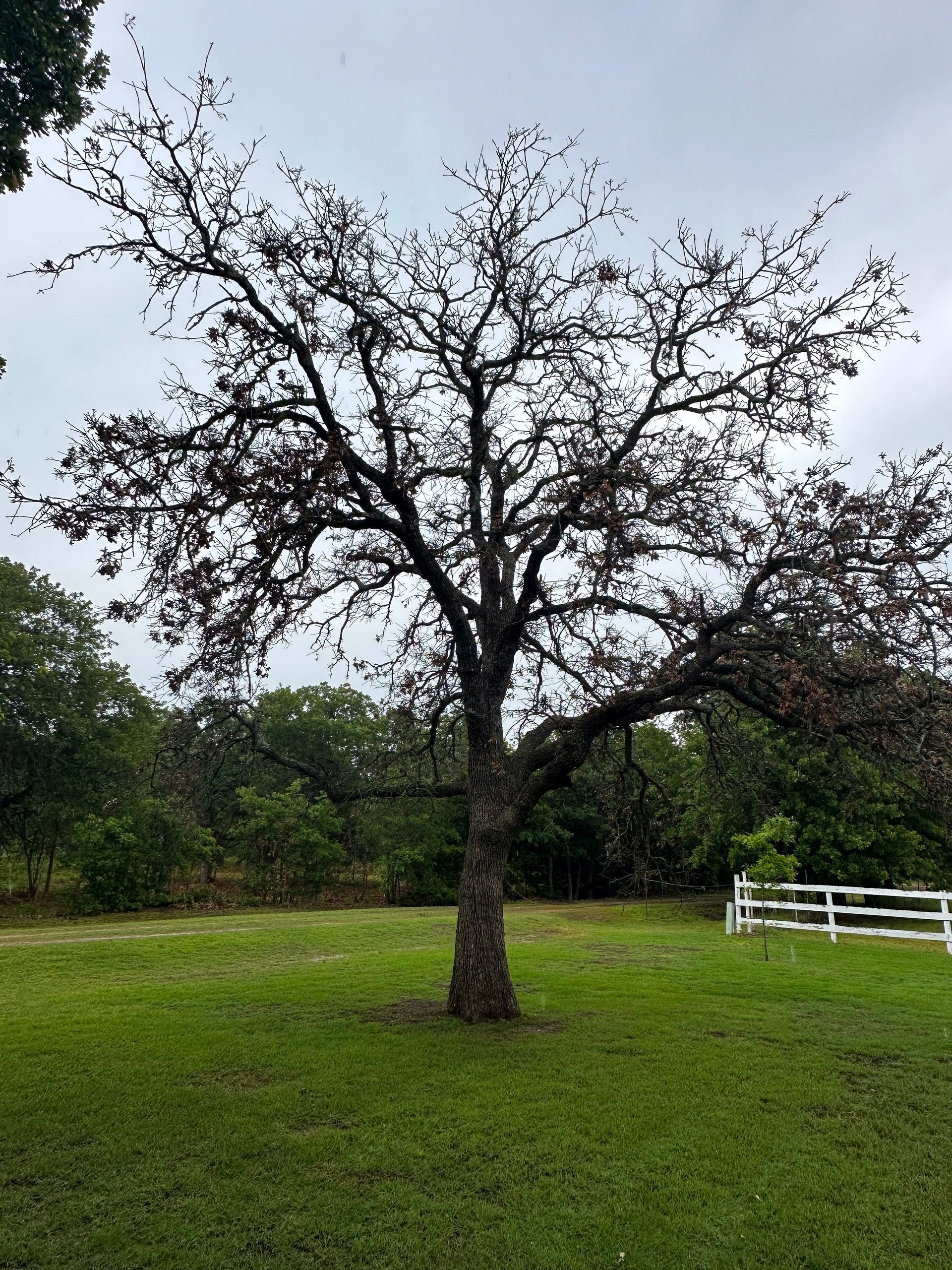 tree removal; tree service; arborist; tree removal choctaw, OK; tree removal midwest city, ok; tree removal nicoma park, ok; tree service choctaw, ok; tree service midwest city, ok; tree service nicoma park, ok tree removal harrah, tree removal choctaw, tree removal mcloud, tree removal jones, tree removal luther, tree removal edmond, tree removal arcadia, tree removal shawnee, tree removal meeker, tree removal nicoma park, tree removal spencer, tree removal mwc, tree removal midwest city, tree removal del city, tree removal okc, tree removal oklahoma city, tree removal moore, tree removal dale, tree removal midway, tree removal fowler, tree removal jacktown,  tree removal bethel acres, tree removal tecumseh, tree removal pink, tree removal nichols hills, tree removal the village, tree removal wellston, tree removal lake thunderbird, tree removal thunderbird, tree service harrah, tree service choctaw, tree service mcloud, tree service jones, tree service luther, tree service edmond, tree service arcadia, tree service shawnee, tree service meeker, tree service nicoma park, tree service spencer, tree service mwc, tree service midwest city, tree service del city, tree service okc, tree service oklahoma city, tree service moore, tree service dale, tree service midway, tree service fowler, tree service jacktown,  tree service bethel acres, tree service tecumseh, tree service pink, tree service nichols hills, tree service the village, tree service wellston, tree service lake thunderbird, tree service thunderbird, tree services harrah, tree services choctaw, tree services mcloud, tree services jones, tree services luther, tree services edmond, tree services arcadia, tree services shawnee, tree services meeker, tree services nicoma park, tree services spencer, tree services mwc, tree services midwest city, tree services del city, tree services okc, tree services oklahoma city, tree services moore, tree services dale, tree services midway, tree services fowler, tree services jacktown,  tree services bethel acres, tree services tecumseh, tree services pink, tree services nichols hills, tree services the village, tree services wellston, tree services lake thunderbird, tree services thunderbird, tree pruning harrah, tree pruning choctaw, tree pruning mcloud, tree pruning jones, tree pruning luther, tree pruning edmond, tree pruning arcadia, tree pruning shawnee, tree pruning meeker, tree pruning nicoma park, tree pruning spencer, tree pruning mwc, tree pruning midwest city, tree pruning del city, tree pruning okc, tree pruning oklahoma city, tree pruning moore, tree pruning dale, tree pruning midway, tree pruning fowler, tree pruning jacktown,  tree pruning bethel acres, tree pruning tecumseh, tree pruning pink, tree pruning nichols hills, tree pruning the village, tree pruning wellston, tree pruning lake thunderbird, tree pruning thunderbird, tree trimming harrah, tree trimming choctaw, tree trimming mcloud, tree trimming jones, tree trimming luther, tree trimming edmond, tree trimming arcadia, tree trimming shawnee, tree trimming meeker, tree trimming nicoma park, tree trimming spencer, tree trimming mwc, tree trimming midwest city, tree trimming del city, tree trimming okc, tree trimming oklahoma city, tree trimming moore, tree trimming dale, tree trimming midway, tree trimming fowler, tree trimming jacktown,  tree trimming bethel acres, tree trimming tecumseh, tree trimming pink, tree trimming nichols hills, tree trimming the village, tree trimming wellston, tree trimming lake thunderbird, tree trimming thunderbird, stump grinding harrah, stump grinding  choctaw, stump grinding mcloud, stump grinding jones, stump grinding luther, stump grinding  edmond, stump grinding arcadia, stump grinding shawnee, stump grinding meeker, stump grinding nicoma park, stump grinding spencer, stump grinding mwc, stump grinding midwest city, stump grinding del city, stump grinding okc, stump grinding oklahoma city, stump grinding moore, stump grinding dale, stump grinding midway, stump grinding fowler, stump grinding jacktown, stump grinding bethel acres, stump grinding tecumseh, stump grinding pink, stump grinding nichols hills, stump grinding the village, stump grinding wellston, stump grinding lake thunderbird, stump grinding thunderbird, harrah tree removal, choctaw tree removal, mcloud tree removal, jones tree removal, luther tree removal, edmond tree removal, arcadia tree removal, shawnee tree removal, meeker tree removal, nicoma park tree removal, spencer tree removal, mwc tree removal, midwest city tree removal, del city tree removal, okc tree removal, oklahoma city tree removal, moore tree removal, dale tree removal, midway tree removal, fowler tree removal, jacktown tree removal, bethel acres tree removal,  tecumseh tree removal, pink tree removal, nichols hills tree removal, the village tree removal, wellston tree removal, lake thunderbird tree removal, thunderbird tree removal, harrah tree service, choctaw tree service, mcloud tree service, jones tree service, luther tree service, edmond tree service, arcadia tree service, shawnee tree service, meeker tree service, nicoma park tree service, spencer tree service, mwc tree service, midwest city tree service, del city tree service, okc tree service, oklahoma city tree service, moore tree service, dale tree service, midway tree service, fowler tree service, jacktown tree service, bethel acres tree service,  tecumseh tree service, pink tree service, nichols hills tree service, the village tree service, wellston tree service, lake thunderbird tree service, thunderbird tree service, harrah tree services, choctaw tree services, mcloud tree services, jones tree services, luther tree services, edmond tree services, arcadia tree services, shawnee tree services, meeker tree services, nicoma park tree services, spencer tree services, mwc tree services, midwest city tree services, del city tree services, okc tree services, oklahoma city tree services, moore tree services, dale tree services, midway tree services, fowler tree services, jacktown tree services, bethel acres tree services,  tecumseh tree services, pink tree services, nichols hills tree services, the village tree services, wellston tree services, lake thunderbird tree services, thunderbird tree services, harrah tree pruning, choctaw tree pruning, mcloud tree pruning, jones tree pruning, luther tree pruning, edmond tree pruning, arcadia tree pruning, shawnee tree pruning, meeker tree pruning, nicoma park tree pruning, spencer tree pruning, mwc tree pruning, midwest city tree pruning, del city tree pruning, okc tree pruning, oklahoma city tree pruning, moore tree pruning, dale tree pruning, midway tree pruning, fowler tree pruning, jacktown tree pruning, bethel acres tree pruning,  tecumseh tree pruning, pink tree pruning, nichols hills tree pruning, the village tree pruning, wellston tree pruning, lake thunderbird tree pruning, thunderbird tree pruning, harrah tree trimming, choctaw tree trimming, mcloud tree trimming, jones tree trimming, luther tree trimming, edmond tree trimming, arcadia tree trimming, shawnee tree trimming, meeker tree trimming, nicoma park tree trimming, spencer tree trimming, mwc tree trimming, midwest city tree trimming, del city tree trimming, okc tree trimming, oklahoma city tree trimming, moore tree trimming, dale tree trimming, midway tree trimming, fowler tree trimming, jacktown tree trimming, bethel acres tree trimming,  tecumseh tree trimming, pink tree trimming, nichols hills tree trimming, the village tree trimming, wellston tree trimming, lake thunderbird tree trimming, thunderbird tree trimming, harrah stump grinding, choctaw stump grinding, mcloud stump grinding, jones stump grinding, luther stump grinding, edmond stump grinding, arcadia stump grinding, shawnee stump grinding, meeker stump grinding, nicoma park stump grinding, spencer stump grinding, mwc stump grinding, midwest city stump grinding, del city stump grinding, okc stump grinding, oklahoma city stump grinding, moore stump grinding, dale stump grinding, midway stump grinding, fowler stump grinding, jacktown stump grinding, bethel acres stump grinding,  tecumseh stump grinding, pink stump grinding, nichols hills stump grinding, the village stump grinding, wellston stump grinding, lake thunderbird stump grinding, thunderbird stump grinding, harrah arborist, choctaw arborist, mcloud arborist, jones arborist, luther arborist, edmond arborist, arcadia arborist, shawnee arborist, meeker arborist, nicoma park arborist, spencer arborist, mwc arborist, midwest city arborist, del city arborist, okc arborist, oklahoma city arborist, moore arborist, dale arborist, midway arborist, fowler arborist, jacktown arborist, bethel acres arborist,  tecumseh arborist, pink arborist, nichols hills arborist, the village arborist, wellston arborist, lake thunderbird arborist, thunderbird arborist, arborist harrah, arborist choctaw, arborist mcloud, arborist jones, arborist luther, arborist edmond, arborist arcadia, arborist shawnee, arborist meeker, arborist nicoma park, arborist spencer, arborist mwc, arborist midwest city, arborist del city, arborist okc, arborist oklahoma city, arborist moore, arborist dale, arborist midway, arborist fowler, arborist jacktown, arborist bethel acres, arborist tecumseh, arborist pink, arborist nichols hills, arborist the village, arborist wellston, arborist lake thunderbird, arborist thunderbird,