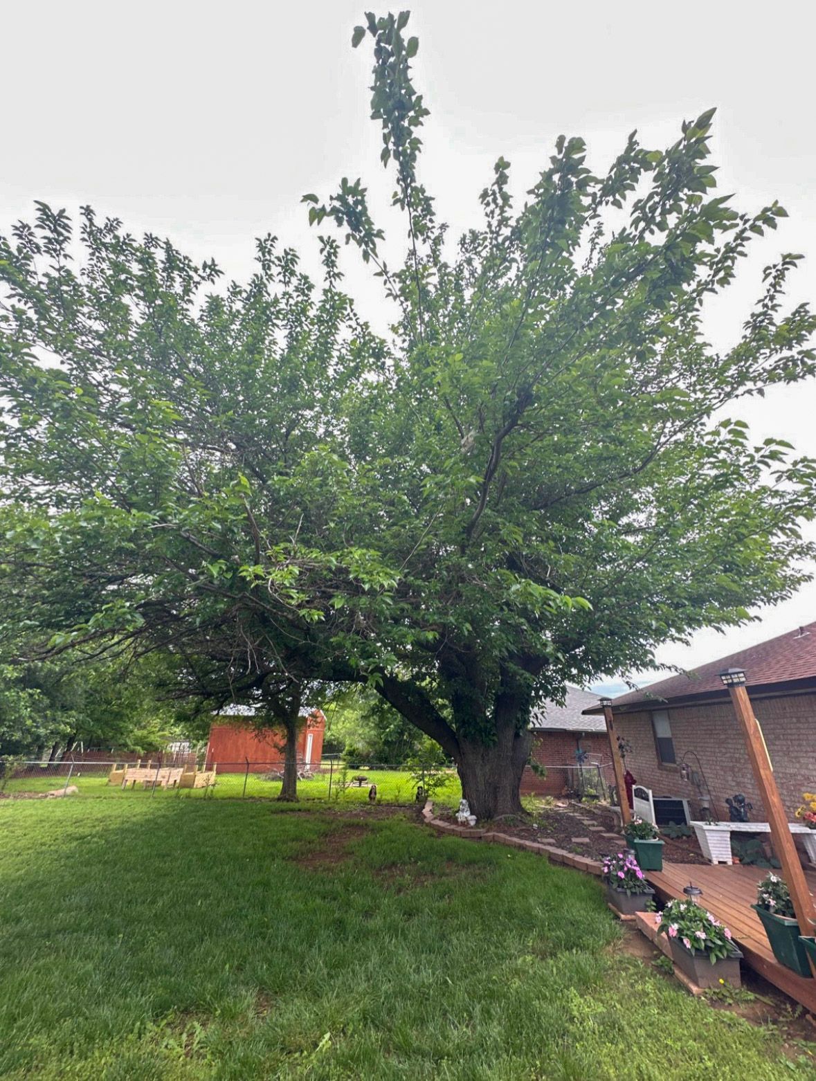 tree removal; tree service; arborist; tree removal choctaw, OK; tree removal midwest city, ok; tree removal nicoma park, ok; tree service choctaw, ok; tree service midwest city, ok; tree service nicoma park, ok tree removal harrah, tree removal choctaw, tree removal mcloud, tree removal jones, tree removal luther, tree removal edmond, tree removal arcadia, tree removal shawnee, tree removal meeker, tree removal nicoma park, tree removal spencer, tree removal mwc, tree removal midwest city, tree removal del city, tree removal okc, tree removal oklahoma city, tree removal moore, tree removal dale, tree removal midway, tree removal fowler, tree removal jacktown,  tree removal bethel acres, tree removal tecumseh, tree removal pink, tree removal nichols hills, tree removal the village, tree removal wellston, tree removal lake thunderbird, tree removal thunderbird, tree service harrah, tree service choctaw, tree service mcloud, tree service jones, tree service luther, tree service edmond, tree service arcadia, tree service shawnee, tree service meeker, tree service nicoma park, tree service spencer, tree service mwc, tree service midwest city, tree service del city, tree service okc, tree service oklahoma city, tree service moore, tree service dale, tree service midway, tree service fowler, tree service jacktown,  tree service bethel acres, tree service tecumseh, tree service pink, tree service nichols hills, tree service the village, tree service wellston, tree service lake thunderbird, tree service thunderbird, tree services harrah, tree services choctaw, tree services mcloud, tree services jones, tree services luther, tree services edmond, tree services arcadia, tree services shawnee, tree services meeker, tree services nicoma park, tree services spencer, tree services mwc, tree services midwest city, tree services del city, tree services okc, tree services oklahoma city, tree services moore, tree services dale, tree services midway, tree services fowler, tree services jacktown,  tree services bethel acres, tree services tecumseh, tree services pink, tree services nichols hills, tree services the village, tree services wellston, tree services lake thunderbird, tree services thunderbird, tree pruning harrah, tree pruning choctaw, tree pruning mcloud, tree pruning jones, tree pruning luther, tree pruning edmond, tree pruning arcadia, tree pruning shawnee, tree pruning meeker, tree pruning nicoma park, tree pruning spencer, tree pruning mwc, tree pruning midwest city, tree pruning del city, tree pruning okc, tree pruning oklahoma city, tree pruning moore, tree pruning dale, tree pruning midway, tree pruning fowler, tree pruning jacktown,  tree pruning bethel acres, tree pruning tecumseh, tree pruning pink, tree pruning nichols hills, tree pruning the village, tree pruning wellston, tree pruning lake thunderbird, tree pruning thunderbird, tree trimming harrah, tree trimming choctaw, tree trimming mcloud, tree trimming jones, tree trimming luther, tree trimming edmond, tree trimming arcadia, tree trimming shawnee, tree trimming meeker, tree trimming nicoma park, tree trimming spencer, tree trimming mwc, tree trimming midwest city, tree trimming del city, tree trimming okc, tree trimming oklahoma city, tree trimming moore, tree trimming dale, tree trimming midway, tree trimming fowler, tree trimming jacktown,  tree trimming bethel acres, tree trimming tecumseh, tree trimming pink, tree trimming nichols hills, tree trimming the village, tree trimming wellston, tree trimming lake thunderbird, tree trimming thunderbird, stump grinding harrah, stump grinding  choctaw, stump grinding mcloud, stump grinding jones, stump grinding luther, stump grinding  edmond, stump grinding arcadia, stump grinding shawnee, stump grinding meeker, stump grinding nicoma park, stump grinding spencer, stump grinding mwc, stump grinding midwest city, stump grinding del city, stump grinding okc, stump grinding oklahoma city, stump grinding moore, stump grinding dale, stump grinding midway, stump grinding fowler, stump grinding jacktown, stump grinding bethel acres, stump grinding tecumseh, stump grinding pink, stump grinding nichols hills, stump grinding the village, stump grinding wellston, stump grinding lake thunderbird, stump grinding thunderbird, harrah tree removal, choctaw tree removal, mcloud tree removal, jones tree removal, luther tree removal, edmond tree removal, arcadia tree removal, shawnee tree removal, meeker tree removal, nicoma park tree removal, spencer tree removal, mwc tree removal, midwest city tree removal, del city tree removal, okc tree removal, oklahoma city tree removal, moore tree removal, dale tree removal, midway tree removal, fowler tree removal, jacktown tree removal, bethel acres tree removal,  tecumseh tree removal, pink tree removal, nichols hills tree removal, the village tree removal, wellston tree removal, lake thunderbird tree removal, thunderbird tree removal, harrah tree service, choctaw tree service, mcloud tree service, jones tree service, luther tree service, edmond tree service, arcadia tree service, shawnee tree service, meeker tree service, nicoma park tree service, spencer tree service, mwc tree service, midwest city tree service, del city tree service, okc tree service, oklahoma city tree service, moore tree service, dale tree service, midway tree service, fowler tree service, jacktown tree service, bethel acres tree service,  tecumseh tree service, pink tree service, nichols hills tree service, the village tree service, wellston tree service, lake thunderbird tree service, thunderbird tree service, harrah tree services, choctaw tree services, mcloud tree services, jones tree services, luther tree services, edmond tree services, arcadia tree services, shawnee tree services, meeker tree services, nicoma park tree services, spencer tree services, mwc tree services, midwest city tree services, del city tree services, okc tree services, oklahoma city tree services, moore tree services, dale tree services, midway tree services, fowler tree services, jacktown tree services, bethel acres tree services,  tecumseh tree services, pink tree services, nichols hills tree services, the village tree services, wellston tree services, lake thunderbird tree services, thunderbird tree services, harrah tree pruning, choctaw tree pruning, mcloud tree pruning, jones tree pruning, luther tree pruning, edmond tree pruning, arcadia tree pruning, shawnee tree pruning, meeker tree pruning, nicoma park tree pruning, spencer tree pruning, mwc tree pruning, midwest city tree pruning, del city tree pruning, okc tree pruning, oklahoma city tree pruning, moore tree pruning, dale tree pruning, midway tree pruning, fowler tree pruning, jacktown tree pruning, bethel acres tree pruning,  tecumseh tree pruning, pink tree pruning, nichols hills tree pruning, the village tree pruning, wellston tree pruning, lake thunderbird tree pruning, thunderbird tree pruning, harrah tree trimming, choctaw tree trimming, mcloud tree trimming, jones tree trimming, luther tree trimming, edmond tree trimming, arcadia tree trimming, shawnee tree trimming, meeker tree trimming, nicoma park tree trimming, spencer tree trimming, mwc tree trimming, midwest city tree trimming, del city tree trimming, okc tree trimming, oklahoma city tree trimming, moore tree trimming, dale tree trimming, midway tree trimming, fowler tree trimming, jacktown tree trimming, bethel acres tree trimming,  tecumseh tree trimming, pink tree trimming, nichols hills tree trimming, the village tree trimming, wellston tree trimming, lake thunderbird tree trimming, thunderbird tree trimming, harrah stump grinding, choctaw stump grinding, mcloud stump grinding, jones stump grinding, luther stump grinding, edmond stump grinding, arcadia stump grinding, shawnee stump grinding, meeker stump grinding, nicoma park stump grinding, spencer stump grinding, mwc stump grinding, midwest city stump grinding, del city stump grinding, okc stump grinding, oklahoma city stump grinding, moore stump grinding, dale stump grinding, midway stump grinding, fowler stump grinding, jacktown stump grinding, bethel acres stump grinding,  tecumseh stump grinding, pink stump grinding, nichols hills stump grinding, the village stump grinding, wellston stump grinding, lake thunderbird stump grinding, thunderbird stump grinding, harrah arborist, choctaw arborist, mcloud arborist, jones arborist, luther arborist, edmond arborist, arcadia arborist, shawnee arborist, meeker arborist, nicoma park arborist, spencer arborist, mwc arborist, midwest city arborist, del city arborist, okc arborist, oklahoma city arborist, moore arborist, dale arborist, midway arborist, fowler arborist, jacktown arborist, bethel acres arborist,  tecumseh arborist, pink arborist, nichols hills arborist, the village arborist, wellston arborist, lake thunderbird arborist, thunderbird arborist, arborist harrah, arborist choctaw, arborist mcloud, arborist jones, arborist luther, arborist edmond, arborist arcadia, arborist shawnee, arborist meeker, arborist nicoma park, arborist spencer, arborist mwc, arborist midwest city, arborist del city, arborist okc, arborist oklahoma city, arborist moore, arborist dale, arborist midway, arborist fowler, arborist jacktown, arborist bethel acres, arborist tecumseh, arborist pink, arborist nichols hills, arborist the village, arborist wellston, arborist lake thunderbird, arborist thunderbird,