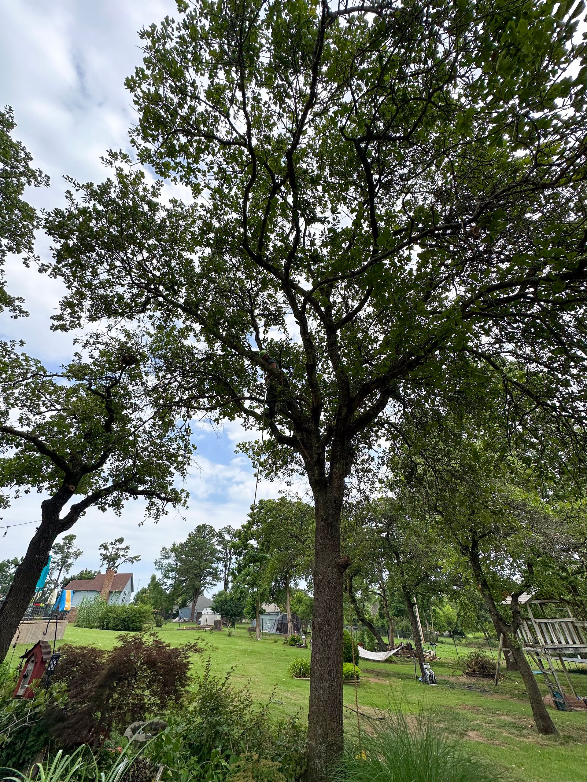 tree removal; tree service; arborist; tree removal choctaw, OK; tree removal midwest city, ok; tree removal nicoma park, ok; tree service choctaw, ok; tree service midwest city, ok; tree service nicoma park, ok tree removal harrah, tree removal choctaw, tree removal mcloud, tree removal jones, tree removal luther, tree removal edmond, tree removal arcadia, tree removal shawnee, tree removal meeker, tree removal nicoma park, tree removal spencer, tree removal mwc, tree removal midwest city, tree removal del city, tree removal okc, tree removal oklahoma city, tree removal moore, tree removal dale, tree removal midway, tree removal fowler, tree removal jacktown,  tree removal bethel acres, tree removal tecumseh, tree removal pink, tree removal nichols hills, tree removal the village, tree removal wellston, tree removal lake thunderbird, tree removal thunderbird, tree service harrah, tree service choctaw, tree service mcloud, tree service jones, tree service luther, tree service edmond, tree service arcadia, tree service shawnee, tree service meeker, tree service nicoma park, tree service spencer, tree service mwc, tree service midwest city, tree service del city, tree service okc, tree service oklahoma city, tree service moore, tree service dale, tree service midway, tree service fowler, tree service jacktown,  tree service bethel acres, tree service tecumseh, tree service pink, tree service nichols hills, tree service the village, tree service wellston, tree service lake thunderbird, tree service thunderbird, tree services harrah, tree services choctaw, tree services mcloud, tree services jones, tree services luther, tree services edmond, tree services arcadia, tree services shawnee, tree services meeker, tree services nicoma park, tree services spencer, tree services mwc, tree services midwest city, tree services del city, tree services okc, tree services oklahoma city, tree services moore, tree services dale, tree services midway, tree services fowler, tree services jacktown,  tree services bethel acres, tree services tecumseh, tree services pink, tree services nichols hills, tree services the village, tree services wellston, tree services lake thunderbird, tree services thunderbird, tree pruning harrah, tree pruning choctaw, tree pruning mcloud, tree pruning jones, tree pruning luther, tree pruning edmond, tree pruning arcadia, tree pruning shawnee, tree pruning meeker, tree pruning nicoma park, tree pruning spencer, tree pruning mwc, tree pruning midwest city, tree pruning del city, tree pruning okc, tree pruning oklahoma city, tree pruning moore, tree pruning dale, tree pruning midway, tree pruning fowler, tree pruning jacktown,  tree pruning bethel acres, tree pruning tecumseh, tree pruning pink, tree pruning nichols hills, tree pruning the village, tree pruning wellston, tree pruning lake thunderbird, tree pruning thunderbird, tree trimming harrah, tree trimming choctaw, tree trimming mcloud, tree trimming jones, tree trimming luther, tree trimming edmond, tree trimming arcadia, tree trimming shawnee, tree trimming meeker, tree trimming nicoma park, tree trimming spencer, tree trimming mwc, tree trimming midwest city, tree trimming del city, tree trimming okc, tree trimming oklahoma city, tree trimming moore, tree trimming dale, tree trimming midway, tree trimming fowler, tree trimming jacktown,  tree trimming bethel acres, tree trimming tecumseh, tree trimming pink, tree trimming nichols hills, tree trimming the village, tree trimming wellston, tree trimming lake thunderbird, tree trimming thunderbird, stump grinding harrah, stump grinding  choctaw, stump grinding mcloud, stump grinding jones, stump grinding luther, stump grinding  edmond, stump grinding arcadia, stump grinding shawnee, stump grinding meeker, stump grinding nicoma park, stump grinding spencer, stump grinding mwc, stump grinding midwest city, stump grinding del city, stump grinding okc, stump grinding oklahoma city, stump grinding moore, stump grinding dale, stump grinding midway, stump grinding fowler, stump grinding jacktown, stump grinding bethel acres, stump grinding tecumseh, stump grinding pink, stump grinding nichols hills, stump grinding the village, stump grinding wellston, stump grinding lake thunderbird, stump grinding thunderbird, harrah tree removal, choctaw tree removal, mcloud tree removal, jones tree removal, luther tree removal, edmond tree removal, arcadia tree removal, shawnee tree removal, meeker tree removal, nicoma park tree removal, spencer tree removal, mwc tree removal, midwest city tree removal, del city tree removal, okc tree removal, oklahoma city tree removal, moore tree removal, dale tree removal, midway tree removal, fowler tree removal, jacktown tree removal, bethel acres tree removal,  tecumseh tree removal, pink tree removal, nichols hills tree removal, the village tree removal, wellston tree removal, lake thunderbird tree removal, thunderbird tree removal, harrah tree service, choctaw tree service, mcloud tree service, jones tree service, luther tree service, edmond tree service, arcadia tree service, shawnee tree service, meeker tree service, nicoma park tree service, spencer tree service, mwc tree service, midwest city tree service, del city tree service, okc tree service, oklahoma city tree service, moore tree service, dale tree service, midway tree service, fowler tree service, jacktown tree service, bethel acres tree service,  tecumseh tree service, pink tree service, nichols hills tree service, the village tree service, wellston tree service, lake thunderbird tree service, thunderbird tree service, harrah tree services, choctaw tree services, mcloud tree services, jones tree services, luther tree services, edmond tree services, arcadia tree services, shawnee tree services, meeker tree services, nicoma park tree services, spencer tree services, mwc tree services, midwest city tree services, del city tree services, okc tree services, oklahoma city tree services, moore tree services, dale tree services, midway tree services, fowler tree services, jacktown tree services, bethel acres tree services,  tecumseh tree services, pink tree services, nichols hills tree services, the village tree services, wellston tree services, lake thunderbird tree services, thunderbird tree services, harrah tree pruning, choctaw tree pruning, mcloud tree pruning, jones tree pruning, luther tree pruning, edmond tree pruning, arcadia tree pruning, shawnee tree pruning, meeker tree pruning, nicoma park tree pruning, spencer tree pruning, mwc tree pruning, midwest city tree pruning, del city tree pruning, okc tree pruning, oklahoma city tree pruning, moore tree pruning, dale tree pruning, midway tree pruning, fowler tree pruning, jacktown tree pruning, bethel acres tree pruning,  tecumseh tree pruning, pink tree pruning, nichols hills tree pruning, the village tree pruning, wellston tree pruning, lake thunderbird tree pruning, thunderbird tree pruning, harrah tree trimming, choctaw tree trimming, mcloud tree trimming, jones tree trimming, luther tree trimming, edmond tree trimming, arcadia tree trimming, shawnee tree trimming, meeker tree trimming, nicoma park tree trimming, spencer tree trimming, mwc tree trimming, midwest city tree trimming, del city tree trimming, okc tree trimming, oklahoma city tree trimming, moore tree trimming, dale tree trimming, midway tree trimming, fowler tree trimming, jacktown tree trimming, bethel acres tree trimming,  tecumseh tree trimming, pink tree trimming, nichols hills tree trimming, the village tree trimming, wellston tree trimming, lake thunderbird tree trimming, thunderbird tree trimming, harrah stump grinding, choctaw stump grinding, mcloud stump grinding, jones stump grinding, luther stump grinding, edmond stump grinding, arcadia stump grinding, shawnee stump grinding, meeker stump grinding, nicoma park stump grinding, spencer stump grinding, mwc stump grinding, midwest city stump grinding, del city stump grinding, okc stump grinding, oklahoma city stump grinding, moore stump grinding, dale stump grinding, midway stump grinding, fowler stump grinding, jacktown stump grinding, bethel acres stump grinding,  tecumseh stump grinding, pink stump grinding, nichols hills stump grinding, the village stump grinding, wellston stump grinding, lake thunderbird stump grinding, thunderbird stump grinding, harrah arborist, choctaw arborist, mcloud arborist, jones arborist, luther arborist, edmond arborist, arcadia arborist, shawnee arborist, meeker arborist, nicoma park arborist, spencer arborist, mwc arborist, midwest city arborist, del city arborist, okc arborist, oklahoma city arborist, moore arborist, dale arborist, midway arborist, fowler arborist, jacktown arborist, bethel acres arborist,  tecumseh arborist, pink arborist, nichols hills arborist, the village arborist, wellston arborist, lake thunderbird arborist, thunderbird arborist, arborist harrah, arborist choctaw, arborist mcloud, arborist jones, arborist luther, arborist edmond, arborist arcadia, arborist shawnee, arborist meeker, arborist nicoma park, arborist spencer, arborist mwc, arborist midwest city, arborist del city, arborist okc, arborist oklahoma city, arborist moore, arborist dale, arborist midway, arborist fowler, arborist jacktown, arborist bethel acres, arborist tecumseh, arborist pink, arborist nichols hills, arborist the village, arborist wellston, arborist lake thunderbird, arborist thunderbird,