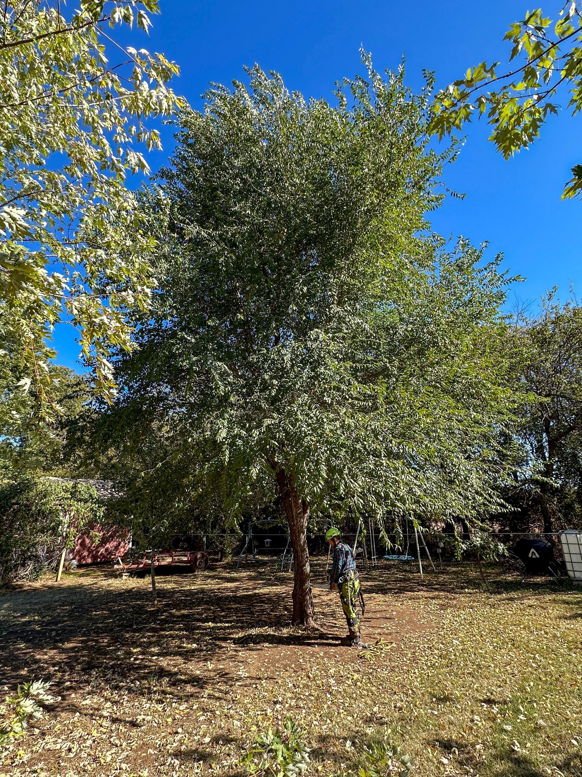 tree removal; tree service; arborist; tree removal choctaw, OK; tree removal midwest city, ok; tree removal nicoma park, ok; tree service choctaw, ok; tree service midwest city, ok; tree service nicoma park, ok tree removal harrah, tree removal choctaw, tree removal mcloud, tree removal jones, tree removal luther, tree removal edmond, tree removal arcadia, tree removal shawnee, tree removal meeker, tree removal nicoma park, tree removal spencer, tree removal mwc, tree removal midwest city, tree removal del city, tree removal okc, tree removal oklahoma city, tree removal moore, tree removal dale, tree removal midway, tree removal fowler, tree removal jacktown,  tree removal bethel acres, tree removal tecumseh, tree removal pink, tree removal nichols hills, tree removal the village, tree removal wellston, tree removal lake thunderbird, tree removal thunderbird, tree service harrah, tree service choctaw, tree service mcloud, tree service jones, tree service luther, tree service edmond, tree service arcadia, tree service shawnee, tree service meeker, tree service nicoma park, tree service spencer, tree service mwc, tree service midwest city, tree service del city, tree service okc, tree service oklahoma city, tree service moore, tree service dale, tree service midway, tree service fowler, tree service jacktown,  tree service bethel acres, tree service tecumseh, tree service pink, tree service nichols hills, tree service the village, tree service wellston, tree service lake thunderbird, tree service thunderbird, tree services harrah, tree services choctaw, tree services mcloud, tree services jones, tree services luther, tree services edmond, tree services arcadia, tree services shawnee, tree services meeker, tree services nicoma park, tree services spencer, tree services mwc, tree services midwest city, tree services del city, tree services okc, tree services oklahoma city, tree services moore, tree services dale, tree services midway, tree services fowler, tree services jacktown,  tree services bethel acres, tree services tecumseh, tree services pink, tree services nichols hills, tree services the village, tree services wellston, tree services lake thunderbird, tree services thunderbird, tree pruning harrah, tree pruning choctaw, tree pruning mcloud, tree pruning jones, tree pruning luther, tree pruning edmond, tree pruning arcadia, tree pruning shawnee, tree pruning meeker, tree pruning nicoma park, tree pruning spencer, tree pruning mwc, tree pruning midwest city, tree pruning del city, tree pruning okc, tree pruning oklahoma city, tree pruning moore, tree pruning dale, tree pruning midway, tree pruning fowler, tree pruning jacktown,  tree pruning bethel acres, tree pruning tecumseh, tree pruning pink, tree pruning nichols hills, tree pruning the village, tree pruning wellston, tree pruning lake thunderbird, tree pruning thunderbird, tree trimming harrah, tree trimming choctaw, tree trimming mcloud, tree trimming jones, tree trimming luther, tree trimming edmond, tree trimming arcadia, tree trimming shawnee, tree trimming meeker, tree trimming nicoma park, tree trimming spencer, tree trimming mwc, tree trimming midwest city, tree trimming del city, tree trimming okc, tree trimming oklahoma city, tree trimming moore, tree trimming dale, tree trimming midway, tree trimming fowler, tree trimming jacktown,  tree trimming bethel acres, tree trimming tecumseh, tree trimming pink, tree trimming nichols hills, tree trimming the village, tree trimming wellston, tree trimming lake thunderbird, tree trimming thunderbird, stump grinding harrah, stump grinding  choctaw, stump grinding mcloud, stump grinding jones, stump grinding luther, stump grinding  edmond, stump grinding arcadia, stump grinding shawnee, stump grinding meeker, stump grinding nicoma park, stump grinding spencer, stump grinding mwc, stump grinding midwest city, stump grinding del city, stump grinding okc, stump grinding oklahoma city, stump grinding moore, stump grinding dale, stump grinding midway, stump grinding fowler, stump grinding jacktown, stump grinding bethel acres, stump grinding tecumseh, stump grinding pink, stump grinding nichols hills, stump grinding the village, stump grinding wellston, stump grinding lake thunderbird, stump grinding thunderbird, harrah tree removal, choctaw tree removal, mcloud tree removal, jones tree removal, luther tree removal, edmond tree removal, arcadia tree removal, shawnee tree removal, meeker tree removal, nicoma park tree removal, spencer tree removal, mwc tree removal, midwest city tree removal, del city tree removal, okc tree removal, oklahoma city tree removal, moore tree removal, dale tree removal, midway tree removal, fowler tree removal, jacktown tree removal, bethel acres tree removal,  tecumseh tree removal, pink tree removal, nichols hills tree removal, the village tree removal, wellston tree removal, lake thunderbird tree removal, thunderbird tree removal, harrah tree service, choctaw tree service, mcloud tree service, jones tree service, luther tree service, edmond tree service, arcadia tree service, shawnee tree service, meeker tree service, nicoma park tree service, spencer tree service, mwc tree service, midwest city tree service, del city tree service, okc tree service, oklahoma city tree service, moore tree service, dale tree service, midway tree service, fowler tree service, jacktown tree service, bethel acres tree service,  tecumseh tree service, pink tree service, nichols hills tree service, the village tree service, wellston tree service, lake thunderbird tree service, thunderbird tree service, harrah tree services, choctaw tree services, mcloud tree services, jones tree services, luther tree services, edmond tree services, arcadia tree services, shawnee tree services, meeker tree services, nicoma park tree services, spencer tree services, mwc tree services, midwest city tree services, del city tree services, okc tree services, oklahoma city tree services, moore tree services, dale tree services, midway tree services, fowler tree services, jacktown tree services, bethel acres tree services,  tecumseh tree services, pink tree services, nichols hills tree services, the village tree services, wellston tree services, lake thunderbird tree services, thunderbird tree services, harrah tree pruning, choctaw tree pruning, mcloud tree pruning, jones tree pruning, luther tree pruning, edmond tree pruning, arcadia tree pruning, shawnee tree pruning, meeker tree pruning, nicoma park tree pruning, spencer tree pruning, mwc tree pruning, midwest city tree pruning, del city tree pruning, okc tree pruning, oklahoma city tree pruning, moore tree pruning, dale tree pruning, midway tree pruning, fowler tree pruning, jacktown tree pruning, bethel acres tree pruning,  tecumseh tree pruning, pink tree pruning, nichols hills tree pruning, the village tree pruning, wellston tree pruning, lake thunderbird tree pruning, thunderbird tree pruning, harrah tree trimming, choctaw tree trimming, mcloud tree trimming, jones tree trimming, luther tree trimming, edmond tree trimming, arcadia tree trimming, shawnee tree trimming, meeker tree trimming, nicoma park tree trimming, spencer tree trimming, mwc tree trimming, midwest city tree trimming, del city tree trimming, okc tree trimming, oklahoma city tree trimming, moore tree trimming, dale tree trimming, midway tree trimming, fowler tree trimming, jacktown tree trimming, bethel acres tree trimming,  tecumseh tree trimming, pink tree trimming, nichols hills tree trimming, the village tree trimming, wellston tree trimming, lake thunderbird tree trimming, thunderbird tree trimming, harrah stump grinding, choctaw stump grinding, mcloud stump grinding, jones stump grinding, luther stump grinding, edmond stump grinding, arcadia stump grinding, shawnee stump grinding, meeker stump grinding, nicoma park stump grinding, spencer stump grinding, mwc stump grinding, midwest city stump grinding, del city stump grinding, okc stump grinding, oklahoma city stump grinding, moore stump grinding, dale stump grinding, midway stump grinding, fowler stump grinding, jacktown stump grinding, bethel acres stump grinding,  tecumseh stump grinding, pink stump grinding, nichols hills stump grinding, the village stump grinding, wellston stump grinding, lake thunderbird stump grinding, thunderbird stump grinding, harrah arborist, choctaw arborist, mcloud arborist, jones arborist, luther arborist, edmond arborist, arcadia arborist, shawnee arborist, meeker arborist, nicoma park arborist, spencer arborist, mwc arborist, midwest city arborist, del city arborist, okc arborist, oklahoma city arborist, moore arborist, dale arborist, midway arborist, fowler arborist, jacktown arborist, bethel acres arborist,  tecumseh arborist, pink arborist, nichols hills arborist, the village arborist, wellston arborist, lake thunderbird arborist, thunderbird arborist, arborist harrah, arborist choctaw, arborist mcloud, arborist jones, arborist luther, arborist edmond, arborist arcadia, arborist shawnee, arborist meeker, arborist nicoma park, arborist spencer, arborist mwc, arborist midwest city, arborist del city, arborist okc, arborist oklahoma city, arborist moore, arborist dale, arborist midway, arborist fowler, arborist jacktown, arborist bethel acres, arborist tecumseh, arborist pink, arborist nichols hills, arborist the village, arborist wellston, arborist lake thunderbird, arborist thunderbird,