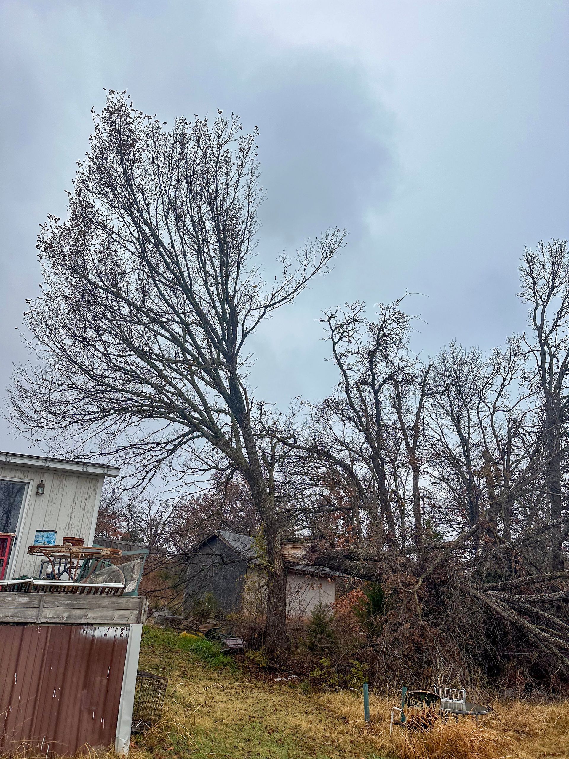 tree removal; tree service; arborist; tree removal choctaw, OK; tree removal midwest city, ok; tree removal nicoma park, ok; tree service choctaw, ok; tree service midwest city, ok; tree service nicoma park, ok tree removal harrah, tree removal choctaw, tree removal mcloud, tree removal jones, tree removal luther, tree removal edmond, tree removal arcadia, tree removal shawnee, tree removal meeker, tree removal nicoma park, tree removal spencer, tree removal mwc, tree removal midwest city, tree removal del city, tree removal okc, tree removal oklahoma city, tree removal moore, tree removal dale, tree removal midway, tree removal fowler, tree removal jacktown,  tree removal bethel acres, tree removal tecumseh, tree removal pink, tree removal nichols hills, tree removal the village, tree removal wellston, tree removal lake thunderbird, tree removal thunderbird, tree service harrah, tree service choctaw, tree service mcloud, tree service jones, tree service luther, tree service edmond, tree service arcadia, tree service shawnee, tree service meeker, tree service nicoma park, tree service spencer, tree service mwc, tree service midwest city, tree service del city, tree service okc, tree service oklahoma city, tree service moore, tree service dale, tree service midway, tree service fowler, tree service jacktown,  tree service bethel acres, tree service tecumseh, tree service pink, tree service nichols hills, tree service the village, tree service wellston, tree service lake thunderbird, tree service thunderbird, tree services harrah, tree services choctaw, tree services mcloud, tree services jones, tree services luther, tree services edmond, tree services arcadia, tree services shawnee, tree services meeker, tree services nicoma park, tree services spencer, tree services mwc, tree services midwest city, tree services del city, tree services okc, tree services oklahoma city, tree services moore, tree services dale, tree services midway, tree services fowler, tree services jacktown,  tree services bethel acres, tree services tecumseh, tree services pink, tree services nichols hills, tree services the village, tree services wellston, tree services lake thunderbird, tree services thunderbird, tree pruning harrah, tree pruning choctaw, tree pruning mcloud, tree pruning jones, tree pruning luther, tree pruning edmond, tree pruning arcadia, tree pruning shawnee, tree pruning meeker, tree pruning nicoma park, tree pruning spencer, tree pruning mwc, tree pruning midwest city, tree pruning del city, tree pruning okc, tree pruning oklahoma city, tree pruning moore, tree pruning dale, tree pruning midway, tree pruning fowler, tree pruning jacktown,  tree pruning bethel acres, tree pruning tecumseh, tree pruning pink, tree pruning nichols hills, tree pruning the village, tree pruning wellston, tree pruning lake thunderbird, tree pruning thunderbird, tree trimming harrah, tree trimming choctaw, tree trimming mcloud, tree trimming jones, tree trimming luther, tree trimming edmond, tree trimming arcadia, tree trimming shawnee, tree trimming meeker, tree trimming nicoma park, tree trimming spencer, tree trimming mwc, tree trimming midwest city, tree trimming del city, tree trimming okc, tree trimming oklahoma city, tree trimming moore, tree trimming dale, tree trimming midway, tree trimming fowler, tree trimming jacktown,  tree trimming bethel acres, tree trimming tecumseh, tree trimming pink, tree trimming nichols hills, tree trimming the village, tree trimming wellston, tree trimming lake thunderbird, tree trimming thunderbird, stump grinding harrah, stump grinding  choctaw, stump grinding mcloud, stump grinding jones, stump grinding luther, stump grinding  edmond, stump grinding arcadia, stump grinding shawnee, stump grinding meeker, stump grinding nicoma park, stump grinding spencer, stump grinding mwc, stump grinding midwest city, stump grinding del city, stump grinding okc, stump grinding oklahoma city, stump grinding moore, stump grinding dale, stump grinding midway, stump grinding fowler, stump grinding jacktown, stump grinding bethel acres, stump grinding tecumseh, stump grinding pink, stump grinding nichols hills, stump grinding the village, stump grinding wellston, stump grinding lake thunderbird, stump grinding thunderbird, harrah tree removal, choctaw tree removal, mcloud tree removal, jones tree removal, luther tree removal, edmond tree removal, arcadia tree removal, shawnee tree removal, meeker tree removal, nicoma park tree removal, spencer tree removal, mwc tree removal, midwest city tree removal, del city tree removal, okc tree removal, oklahoma city tree removal, moore tree removal, dale tree removal, midway tree removal, fowler tree removal, jacktown tree removal, bethel acres tree removal,  tecumseh tree removal, pink tree removal, nichols hills tree removal, the village tree removal, wellston tree removal, lake thunderbird tree removal, thunderbird tree removal, harrah tree service, choctaw tree service, mcloud tree service, jones tree service, luther tree service, edmond tree service, arcadia tree service, shawnee tree service, meeker tree service, nicoma park tree service, spencer tree service, mwc tree service, midwest city tree service, del city tree service, okc tree service, oklahoma city tree service, moore tree service, dale tree service, midway tree service, fowler tree service, jacktown tree service, bethel acres tree service,  tecumseh tree service, pink tree service, nichols hills tree service, the village tree service, wellston tree service, lake thunderbird tree service, thunderbird tree service, harrah tree services, choctaw tree services, mcloud tree services, jones tree services, luther tree services, edmond tree services, arcadia tree services, shawnee tree services, meeker tree services, nicoma park tree services, spencer tree services, mwc tree services, midwest city tree services, del city tree services, okc tree services, oklahoma city tree services, moore tree services, dale tree services, midway tree services, fowler tree services, jacktown tree services, bethel acres tree services,  tecumseh tree services, pink tree services, nichols hills tree services, the village tree services, wellston tree services, lake thunderbird tree services, thunderbird tree services, harrah tree pruning, choctaw tree pruning, mcloud tree pruning, jones tree pruning, luther tree pruning, edmond tree pruning, arcadia tree pruning, shawnee tree pruning, meeker tree pruning, nicoma park tree pruning, spencer tree pruning, mwc tree pruning, midwest city tree pruning, del city tree pruning, okc tree pruning, oklahoma city tree pruning, moore tree pruning, dale tree pruning, midway tree pruning, fowler tree pruning, jacktown tree pruning, bethel acres tree pruning,  tecumseh tree pruning, pink tree pruning, nichols hills tree pruning, the village tree pruning, wellston tree pruning, lake thunderbird tree pruning, thunderbird tree pruning, harrah tree trimming, choctaw tree trimming, mcloud tree trimming, jones tree trimming, luther tree trimming, edmond tree trimming, arcadia tree trimming, shawnee tree trimming, meeker tree trimming, nicoma park tree trimming, spencer tree trimming, mwc tree trimming, midwest city tree trimming, del city tree trimming, okc tree trimming, oklahoma city tree trimming, moore tree trimming, dale tree trimming, midway tree trimming, fowler tree trimming, jacktown tree trimming, bethel acres tree trimming,  tecumseh tree trimming, pink tree trimming, nichols hills tree trimming, the village tree trimming, wellston tree trimming, lake thunderbird tree trimming, thunderbird tree trimming, harrah stump grinding, choctaw stump grinding, mcloud stump grinding, jones stump grinding, luther stump grinding, edmond stump grinding, arcadia stump grinding, shawnee stump grinding, meeker stump grinding, nicoma park stump grinding, spencer stump grinding, mwc stump grinding, midwest city stump grinding, del city stump grinding, okc stump grinding, oklahoma city stump grinding, moore stump grinding, dale stump grinding, midway stump grinding, fowler stump grinding, jacktown stump grinding, bethel acres stump grinding,  tecumseh stump grinding, pink stump grinding, nichols hills stump grinding, the village stump grinding, wellston stump grinding, lake thunderbird stump grinding, thunderbird stump grinding, harrah arborist, choctaw arborist, mcloud arborist, jones arborist, luther arborist, edmond arborist, arcadia arborist, shawnee arborist, meeker arborist, nicoma park arborist, spencer arborist, mwc arborist, midwest city arborist, del city arborist, okc arborist, oklahoma city arborist, moore arborist, dale arborist, midway arborist, fowler arborist, jacktown arborist, bethel acres arborist,  tecumseh arborist, pink arborist, nichols hills arborist, the village arborist, wellston arborist, lake thunderbird arborist, thunderbird arborist, arborist harrah, arborist choctaw, arborist mcloud, arborist jones, arborist luther, arborist edmond, arborist arcadia, arborist shawnee, arborist meeker, arborist nicoma park, arborist spencer, arborist mwc, arborist midwest city, arborist del city, arborist okc, arborist oklahoma city, arborist moore, arborist dale, arborist midway, arborist fowler, arborist jacktown, arborist bethel acres, arborist tecumseh, arborist pink, arborist nichols hills, arborist the village, arborist wellston, arborist lake thunderbird, arborist thunderbird,