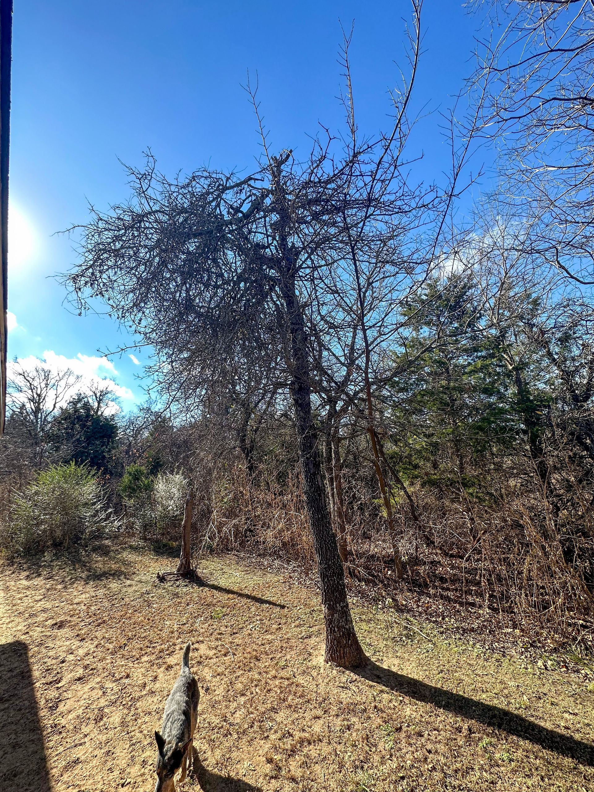 tree removal; tree service; arborist; tree removal choctaw, OK; tree removal midwest city, ok; tree removal nicoma park, ok; tree service choctaw, ok; tree service midwest city, ok; tree service nicoma park, ok tree removal harrah, tree removal choctaw, tree removal mcloud, tree removal jones, tree removal luther, tree removal edmond, tree removal arcadia, tree removal shawnee, tree removal meeker, tree removal nicoma park, tree removal spencer, tree removal mwc, tree removal midwest city, tree removal del city, tree removal okc, tree removal oklahoma city, tree removal moore, tree removal dale, tree removal midway, tree removal fowler, tree removal jacktown,  tree removal bethel acres, tree removal tecumseh, tree removal pink, tree removal nichols hills, tree removal the village, tree removal wellston, tree removal lake thunderbird, tree removal thunderbird, tree service harrah, tree service choctaw, tree service mcloud, tree service jones, tree service luther, tree service edmond, tree service arcadia, tree service shawnee, tree service meeker, tree service nicoma park, tree service spencer, tree service mwc, tree service midwest city, tree service del city, tree service okc, tree service oklahoma city, tree service moore, tree service dale, tree service midway, tree service fowler, tree service jacktown,  tree service bethel acres, tree service tecumseh, tree service pink, tree service nichols hills, tree service the village, tree service wellston, tree service lake thunderbird, tree service thunderbird, tree services harrah, tree services choctaw, tree services mcloud, tree services jones, tree services luther, tree services edmond, tree services arcadia, tree services shawnee, tree services meeker, tree services nicoma park, tree services spencer, tree services mwc, tree services midwest city, tree services del city, tree services okc, tree services oklahoma city, tree services moore, tree services dale, tree services midway, tree services fowler, tree services jacktown,  tree services bethel acres, tree services tecumseh, tree services pink, tree services nichols hills, tree services the village, tree services wellston, tree services lake thunderbird, tree services thunderbird, tree pruning harrah, tree pruning choctaw, tree pruning mcloud, tree pruning jones, tree pruning luther, tree pruning edmond, tree pruning arcadia, tree pruning shawnee, tree pruning meeker, tree pruning nicoma park, tree pruning spencer, tree pruning mwc, tree pruning midwest city, tree pruning del city, tree pruning okc, tree pruning oklahoma city, tree pruning moore, tree pruning dale, tree pruning midway, tree pruning fowler, tree pruning jacktown,  tree pruning bethel acres, tree pruning tecumseh, tree pruning pink, tree pruning nichols hills, tree pruning the village, tree pruning wellston, tree pruning lake thunderbird, tree pruning thunderbird, tree trimming harrah, tree trimming choctaw, tree trimming mcloud, tree trimming jones, tree trimming luther, tree trimming edmond, tree trimming arcadia, tree trimming shawnee, tree trimming meeker, tree trimming nicoma park, tree trimming spencer, tree trimming mwc, tree trimming midwest city, tree trimming del city, tree trimming okc, tree trimming oklahoma city, tree trimming moore, tree trimming dale, tree trimming midway, tree trimming fowler, tree trimming jacktown,  tree trimming bethel acres, tree trimming tecumseh, tree trimming pink, tree trimming nichols hills, tree trimming the village, tree trimming wellston, tree trimming lake thunderbird, tree trimming thunderbird, stump grinding harrah, stump grinding  choctaw, stump grinding mcloud, stump grinding jones, stump grinding luther, stump grinding  edmond, stump grinding arcadia, stump grinding shawnee, stump grinding meeker, stump grinding nicoma park, stump grinding spencer, stump grinding mwc, stump grinding midwest city, stump grinding del city, stump grinding okc, stump grinding oklahoma city, stump grinding moore, stump grinding dale, stump grinding midway, stump grinding fowler, stump grinding jacktown, stump grinding bethel acres, stump grinding tecumseh, stump grinding pink, stump grinding nichols hills, stump grinding the village, stump grinding wellston, stump grinding lake thunderbird, stump grinding thunderbird, harrah tree removal, choctaw tree removal, mcloud tree removal, jones tree removal, luther tree removal, edmond tree removal, arcadia tree removal, shawnee tree removal, meeker tree removal, nicoma park tree removal, spencer tree removal, mwc tree removal, midwest city tree removal, del city tree removal, okc tree removal, oklahoma city tree removal, moore tree removal, dale tree removal, midway tree removal, fowler tree removal, jacktown tree removal, bethel acres tree removal,  tecumseh tree removal, pink tree removal, nichols hills tree removal, the village tree removal, wellston tree removal, lake thunderbird tree removal, thunderbird tree removal, harrah tree service, choctaw tree service, mcloud tree service, jones tree service, luther tree service, edmond tree service, arcadia tree service, shawnee tree service, meeker tree service, nicoma park tree service, spencer tree service, mwc tree service, midwest city tree service, del city tree service, okc tree service, oklahoma city tree service, moore tree service, dale tree service, midway tree service, fowler tree service, jacktown tree service, bethel acres tree service,  tecumseh tree service, pink tree service, nichols hills tree service, the village tree service, wellston tree service, lake thunderbird tree service, thunderbird tree service, harrah tree services, choctaw tree services, mcloud tree services, jones tree services, luther tree services, edmond tree services, arcadia tree services, shawnee tree services, meeker tree services, nicoma park tree services, spencer tree services, mwc tree services, midwest city tree services, del city tree services, okc tree services, oklahoma city tree services, moore tree services, dale tree services, midway tree services, fowler tree services, jacktown tree services, bethel acres tree services,  tecumseh tree services, pink tree services, nichols hills tree services, the village tree services, wellston tree services, lake thunderbird tree services, thunderbird tree services, harrah tree pruning, choctaw tree pruning, mcloud tree pruning, jones tree pruning, luther tree pruning, edmond tree pruning, arcadia tree pruning, shawnee tree pruning, meeker tree pruning, nicoma park tree pruning, spencer tree pruning, mwc tree pruning, midwest city tree pruning, del city tree pruning, okc tree pruning, oklahoma city tree pruning, moore tree pruning, dale tree pruning, midway tree pruning, fowler tree pruning, jacktown tree pruning, bethel acres tree pruning,  tecumseh tree pruning, pink tree pruning, nichols hills tree pruning, the village tree pruning, wellston tree pruning, lake thunderbird tree pruning, thunderbird tree pruning, harrah tree trimming, choctaw tree trimming, mcloud tree trimming, jones tree trimming, luther tree trimming, edmond tree trimming, arcadia tree trimming, shawnee tree trimming, meeker tree trimming, nicoma park tree trimming, spencer tree trimming, mwc tree trimming, midwest city tree trimming, del city tree trimming, okc tree trimming, oklahoma city tree trimming, moore tree trimming, dale tree trimming, midway tree trimming, fowler tree trimming, jacktown tree trimming, bethel acres tree trimming,  tecumseh tree trimming, pink tree trimming, nichols hills tree trimming, the village tree trimming, wellston tree trimming, lake thunderbird tree trimming, thunderbird tree trimming, harrah stump grinding, choctaw stump grinding, mcloud stump grinding, jones stump grinding, luther stump grinding, edmond stump grinding, arcadia stump grinding, shawnee stump grinding, meeker stump grinding, nicoma park stump grinding, spencer stump grinding, mwc stump grinding, midwest city stump grinding, del city stump grinding, okc stump grinding, oklahoma city stump grinding, moore stump grinding, dale stump grinding, midway stump grinding, fowler stump grinding, jacktown stump grinding, bethel acres stump grinding,  tecumseh stump grinding, pink stump grinding, nichols hills stump grinding, the village stump grinding, wellston stump grinding, lake thunderbird stump grinding, thunderbird stump grinding, harrah arborist, choctaw arborist, mcloud arborist, jones arborist, luther arborist, edmond arborist, arcadia arborist, shawnee arborist, meeker arborist, nicoma park arborist, spencer arborist, mwc arborist, midwest city arborist, del city arborist, okc arborist, oklahoma city arborist, moore arborist, dale arborist, midway arborist, fowler arborist, jacktown arborist, bethel acres arborist,  tecumseh arborist, pink arborist, nichols hills arborist, the village arborist, wellston arborist, lake thunderbird arborist, thunderbird arborist, arborist harrah, arborist choctaw, arborist mcloud, arborist jones, arborist luther, arborist edmond, arborist arcadia, arborist shawnee, arborist meeker, arborist nicoma park, arborist spencer, arborist mwc, arborist midwest city, arborist del city, arborist okc, arborist oklahoma city, arborist moore, arborist dale, arborist midway, arborist fowler, arborist jacktown, arborist bethel acres, arborist tecumseh, arborist pink, arborist nichols hills, arborist the village, arborist wellston, arborist lake thunderbird, arborist thunderbird,