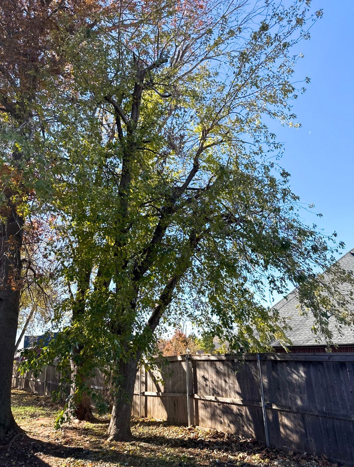 tree removal; tree service; arborist; tree removal choctaw, OK; tree removal midwest city, ok; tree removal nicoma park, ok; tree service choctaw, ok; tree service midwest city, ok; tree service nicoma park, ok tree removal harrah, tree removal choctaw, tree removal mcloud, tree removal jones, tree removal luther, tree removal edmond, tree removal arcadia, tree removal shawnee, tree removal meeker, tree removal nicoma park, tree removal spencer, tree removal mwc, tree removal midwest city, tree removal del city, tree removal okc, tree removal oklahoma city, tree removal moore, tree removal dale, tree removal midway, tree removal fowler, tree removal jacktown,  tree removal bethel acres, tree removal tecumseh, tree removal pink, tree removal nichols hills, tree removal the village, tree removal wellston, tree removal lake thunderbird, tree removal thunderbird, tree service harrah, tree service choctaw, tree service mcloud, tree service jones, tree service luther, tree service edmond, tree service arcadia, tree service shawnee, tree service meeker, tree service nicoma park, tree service spencer, tree service mwc, tree service midwest city, tree service del city, tree service okc, tree service oklahoma city, tree service moore, tree service dale, tree service midway, tree service fowler, tree service jacktown,  tree service bethel acres, tree service tecumseh, tree service pink, tree service nichols hills, tree service the village, tree service wellston, tree service lake thunderbird, tree service thunderbird, tree services harrah, tree services choctaw, tree services mcloud, tree services jones, tree services luther, tree services edmond, tree services arcadia, tree services shawnee, tree services meeker, tree services nicoma park, tree services spencer, tree services mwc, tree services midwest city, tree services del city, tree services okc, tree services oklahoma city, tree services moore, tree services dale, tree services midway, tree services fowler, tree services jacktown,  tree services bethel acres, tree services tecumseh, tree services pink, tree services nichols hills, tree services the village, tree services wellston, tree services lake thunderbird, tree services thunderbird, tree pruning harrah, tree pruning choctaw, tree pruning mcloud, tree pruning jones, tree pruning luther, tree pruning edmond, tree pruning arcadia, tree pruning shawnee, tree pruning meeker, tree pruning nicoma park, tree pruning spencer, tree pruning mwc, tree pruning midwest city, tree pruning del city, tree pruning okc, tree pruning oklahoma city, tree pruning moore, tree pruning dale, tree pruning midway, tree pruning fowler, tree pruning jacktown,  tree pruning bethel acres, tree pruning tecumseh, tree pruning pink, tree pruning nichols hills, tree pruning the village, tree pruning wellston, tree pruning lake thunderbird, tree pruning thunderbird, tree trimming harrah, tree trimming choctaw, tree trimming mcloud, tree trimming jones, tree trimming luther, tree trimming edmond, tree trimming arcadia, tree trimming shawnee, tree trimming meeker, tree trimming nicoma park, tree trimming spencer, tree trimming mwc, tree trimming midwest city, tree trimming del city, tree trimming okc, tree trimming oklahoma city, tree trimming moore, tree trimming dale, tree trimming midway, tree trimming fowler, tree trimming jacktown,  tree trimming bethel acres, tree trimming tecumseh, tree trimming pink, tree trimming nichols hills, tree trimming the village, tree trimming wellston, tree trimming lake thunderbird, tree trimming thunderbird, stump grinding harrah, stump grinding  choctaw, stump grinding mcloud, stump grinding jones, stump grinding luther, stump grinding  edmond, stump grinding arcadia, stump grinding shawnee, stump grinding meeker, stump grinding nicoma park, stump grinding spencer, stump grinding mwc, stump grinding midwest city, stump grinding del city, stump grinding okc, stump grinding oklahoma city, stump grinding moore, stump grinding dale, stump grinding midway, stump grinding fowler, stump grinding jacktown, stump grinding bethel acres, stump grinding tecumseh, stump grinding pink, stump grinding nichols hills, stump grinding the village, stump grinding wellston, stump grinding lake thunderbird, stump grinding thunderbird, harrah tree removal, choctaw tree removal, mcloud tree removal, jones tree removal, luther tree removal, edmond tree removal, arcadia tree removal, shawnee tree removal, meeker tree removal, nicoma park tree removal, spencer tree removal, mwc tree removal, midwest city tree removal, del city tree removal, okc tree removal, oklahoma city tree removal, moore tree removal, dale tree removal, midway tree removal, fowler tree removal, jacktown tree removal, bethel acres tree removal,  tecumseh tree removal, pink tree removal, nichols hills tree removal, the village tree removal, wellston tree removal, lake thunderbird tree removal, thunderbird tree removal, harrah tree service, choctaw tree service, mcloud tree service, jones tree service, luther tree service, edmond tree service, arcadia tree service, shawnee tree service, meeker tree service, nicoma park tree service, spencer tree service, mwc tree service, midwest city tree service, del city tree service, okc tree service, oklahoma city tree service, moore tree service, dale tree service, midway tree service, fowler tree service, jacktown tree service, bethel acres tree service,  tecumseh tree service, pink tree service, nichols hills tree service, the village tree service, wellston tree service, lake thunderbird tree service, thunderbird tree service, harrah tree services, choctaw tree services, mcloud tree services, jones tree services, luther tree services, edmond tree services, arcadia tree services, shawnee tree services, meeker tree services, nicoma park tree services, spencer tree services, mwc tree services, midwest city tree services, del city tree services, okc tree services, oklahoma city tree services, moore tree services, dale tree services, midway tree services, fowler tree services, jacktown tree services, bethel acres tree services,  tecumseh tree services, pink tree services, nichols hills tree services, the village tree services, wellston tree services, lake thunderbird tree services, thunderbird tree services, harrah tree pruning, choctaw tree pruning, mcloud tree pruning, jones tree pruning, luther tree pruning, edmond tree pruning, arcadia tree pruning, shawnee tree pruning, meeker tree pruning, nicoma park tree pruning, spencer tree pruning, mwc tree pruning, midwest city tree pruning, del city tree pruning, okc tree pruning, oklahoma city tree pruning, moore tree pruning, dale tree pruning, midway tree pruning, fowler tree pruning, jacktown tree pruning, bethel acres tree pruning,  tecumseh tree pruning, pink tree pruning, nichols hills tree pruning, the village tree pruning, wellston tree pruning, lake thunderbird tree pruning, thunderbird tree pruning, harrah tree trimming, choctaw tree trimming, mcloud tree trimming, jones tree trimming, luther tree trimming, edmond tree trimming, arcadia tree trimming, shawnee tree trimming, meeker tree trimming, nicoma park tree trimming, spencer tree trimming, mwc tree trimming, midwest city tree trimming, del city tree trimming, okc tree trimming, oklahoma city tree trimming, moore tree trimming, dale tree trimming, midway tree trimming, fowler tree trimming, jacktown tree trimming, bethel acres tree trimming,  tecumseh tree trimming, pink tree trimming, nichols hills tree trimming, the village tree trimming, wellston tree trimming, lake thunderbird tree trimming, thunderbird tree trimming, harrah stump grinding, choctaw stump grinding, mcloud stump grinding, jones stump grinding, luther stump grinding, edmond stump grinding, arcadia stump grinding, shawnee stump grinding, meeker stump grinding, nicoma park stump grinding, spencer stump grinding, mwc stump grinding, midwest city stump grinding, del city stump grinding, okc stump grinding, oklahoma city stump grinding, moore stump grinding, dale stump grinding, midway stump grinding, fowler stump grinding, jacktown stump grinding, bethel acres stump grinding,  tecumseh stump grinding, pink stump grinding, nichols hills stump grinding, the village stump grinding, wellston stump grinding, lake thunderbird stump grinding, thunderbird stump grinding, harrah arborist, choctaw arborist, mcloud arborist, jones arborist, luther arborist, edmond arborist, arcadia arborist, shawnee arborist, meeker arborist, nicoma park arborist, spencer arborist, mwc arborist, midwest city arborist, del city arborist, okc arborist, oklahoma city arborist, moore arborist, dale arborist, midway arborist, fowler arborist, jacktown arborist, bethel acres arborist,  tecumseh arborist, pink arborist, nichols hills arborist, the village arborist, wellston arborist, lake thunderbird arborist, thunderbird arborist, arborist harrah, arborist choctaw, arborist mcloud, arborist jones, arborist luther, arborist edmond, arborist arcadia, arborist shawnee, arborist meeker, arborist nicoma park, arborist spencer, arborist mwc, arborist midwest city, arborist del city, arborist okc, arborist oklahoma city, arborist moore, arborist dale, arborist midway, arborist fowler, arborist jacktown, arborist bethel acres, arborist tecumseh, arborist pink, arborist nichols hills, arborist the village, arborist wellston, arborist lake thunderbird, arborist thunderbird,