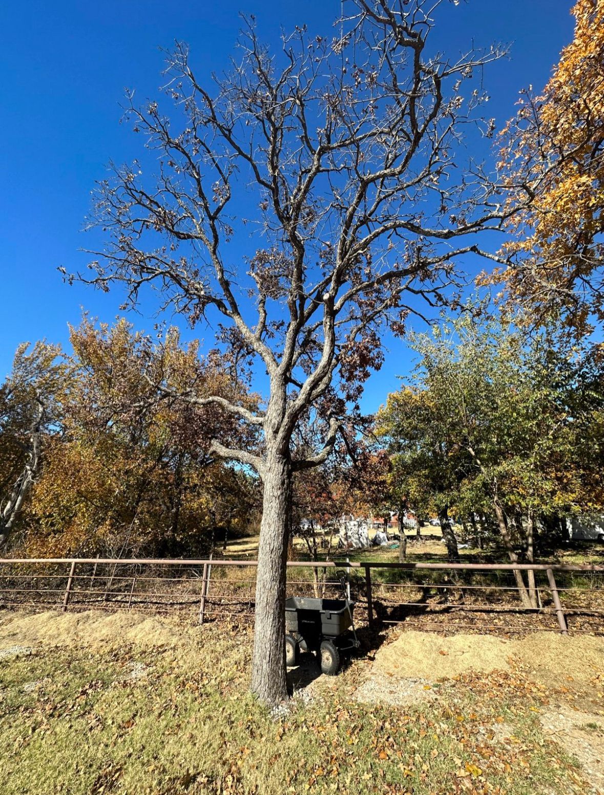 tree removal; tree service; arborist; tree removal choctaw, OK; tree removal midwest city, ok; tree removal nicoma park, ok; tree service choctaw, ok; tree service midwest city, ok; tree service nicoma park, ok tree removal harrah, tree removal choctaw, tree removal mcloud, tree removal jones, tree removal luther, tree removal edmond, tree removal arcadia, tree removal shawnee, tree removal meeker, tree removal nicoma park, tree removal spencer, tree removal mwc, tree removal midwest city, tree removal del city, tree removal okc, tree removal oklahoma city, tree removal moore, tree removal dale, tree removal midway, tree removal fowler, tree removal jacktown,  tree removal bethel acres, tree removal tecumseh, tree removal pink, tree removal nichols hills, tree removal the village, tree removal wellston, tree removal lake thunderbird, tree removal thunderbird, tree service harrah, tree service choctaw, tree service mcloud, tree service jones, tree service luther, tree service edmond, tree service arcadia, tree service shawnee, tree service meeker, tree service nicoma park, tree service spencer, tree service mwc, tree service midwest city, tree service del city, tree service okc, tree service oklahoma city, tree service moore, tree service dale, tree service midway, tree service fowler, tree service jacktown,  tree service bethel acres, tree service tecumseh, tree service pink, tree service nichols hills, tree service the village, tree service wellston, tree service lake thunderbird, tree service thunderbird, tree services harrah, tree services choctaw, tree services mcloud, tree services jones, tree services luther, tree services edmond, tree services arcadia, tree services shawnee, tree services meeker, tree services nicoma park, tree services spencer, tree services mwc, tree services midwest city, tree services del city, tree services okc, tree services oklahoma city, tree services moore, tree services dale, tree services midway, tree services fowler, tree services jacktown,  tree services bethel acres, tree services tecumseh, tree services pink, tree services nichols hills, tree services the village, tree services wellston, tree services lake thunderbird, tree services thunderbird, tree pruning harrah, tree pruning choctaw, tree pruning mcloud, tree pruning jones, tree pruning luther, tree pruning edmond, tree pruning arcadia, tree pruning shawnee, tree pruning meeker, tree pruning nicoma park, tree pruning spencer, tree pruning mwc, tree pruning midwest city, tree pruning del city, tree pruning okc, tree pruning oklahoma city, tree pruning moore, tree pruning dale, tree pruning midway, tree pruning fowler, tree pruning jacktown,  tree pruning bethel acres, tree pruning tecumseh, tree pruning pink, tree pruning nichols hills, tree pruning the village, tree pruning wellston, tree pruning lake thunderbird, tree pruning thunderbird, tree trimming harrah, tree trimming choctaw, tree trimming mcloud, tree trimming jones, tree trimming luther, tree trimming edmond, tree trimming arcadia, tree trimming shawnee, tree trimming meeker, tree trimming nicoma park, tree trimming spencer, tree trimming mwc, tree trimming midwest city, tree trimming del city, tree trimming okc, tree trimming oklahoma city, tree trimming moore, tree trimming dale, tree trimming midway, tree trimming fowler, tree trimming jacktown,  tree trimming bethel acres, tree trimming tecumseh, tree trimming pink, tree trimming nichols hills, tree trimming the village, tree trimming wellston, tree trimming lake thunderbird, tree trimming thunderbird, stump grinding harrah, stump grinding  choctaw, stump grinding mcloud, stump grinding jones, stump grinding luther, stump grinding  edmond, stump grinding arcadia, stump grinding shawnee, stump grinding meeker, stump grinding nicoma park, stump grinding spencer, stump grinding mwc, stump grinding midwest city, stump grinding del city, stump grinding okc, stump grinding oklahoma city, stump grinding moore, stump grinding dale, stump grinding midway, stump grinding fowler, stump grinding jacktown, stump grinding bethel acres, stump grinding tecumseh, stump grinding pink, stump grinding nichols hills, stump grinding the village, stump grinding wellston, stump grinding lake thunderbird, stump grinding thunderbird, harrah tree removal, choctaw tree removal, mcloud tree removal, jones tree removal, luther tree removal, edmond tree removal, arcadia tree removal, shawnee tree removal, meeker tree removal, nicoma park tree removal, spencer tree removal, mwc tree removal, midwest city tree removal, del city tree removal, okc tree removal, oklahoma city tree removal, moore tree removal, dale tree removal, midway tree removal, fowler tree removal, jacktown tree removal, bethel acres tree removal,  tecumseh tree removal, pink tree removal, nichols hills tree removal, the village tree removal, wellston tree removal, lake thunderbird tree removal, thunderbird tree removal, harrah tree service, choctaw tree service, mcloud tree service, jones tree service, luther tree service, edmond tree service, arcadia tree service, shawnee tree service, meeker tree service, nicoma park tree service, spencer tree service, mwc tree service, midwest city tree service, del city tree service, okc tree service, oklahoma city tree service, moore tree service, dale tree service, midway tree service, fowler tree service, jacktown tree service, bethel acres tree service,  tecumseh tree service, pink tree service, nichols hills tree service, the village tree service, wellston tree service, lake thunderbird tree service, thunderbird tree service, harrah tree services, choctaw tree services, mcloud tree services, jones tree services, luther tree services, edmond tree services, arcadia tree services, shawnee tree services, meeker tree services, nicoma park tree services, spencer tree services, mwc tree services, midwest city tree services, del city tree services, okc tree services, oklahoma city tree services, moore tree services, dale tree services, midway tree services, fowler tree services, jacktown tree services, bethel acres tree services,  tecumseh tree services, pink tree services, nichols hills tree services, the village tree services, wellston tree services, lake thunderbird tree services, thunderbird tree services, harrah tree pruning, choctaw tree pruning, mcloud tree pruning, jones tree pruning, luther tree pruning, edmond tree pruning, arcadia tree pruning, shawnee tree pruning, meeker tree pruning, nicoma park tree pruning, spencer tree pruning, mwc tree pruning, midwest city tree pruning, del city tree pruning, okc tree pruning, oklahoma city tree pruning, moore tree pruning, dale tree pruning, midway tree pruning, fowler tree pruning, jacktown tree pruning, bethel acres tree pruning,  tecumseh tree pruning, pink tree pruning, nichols hills tree pruning, the village tree pruning, wellston tree pruning, lake thunderbird tree pruning, thunderbird tree pruning, harrah tree trimming, choctaw tree trimming, mcloud tree trimming, jones tree trimming, luther tree trimming, edmond tree trimming, arcadia tree trimming, shawnee tree trimming, meeker tree trimming, nicoma park tree trimming, spencer tree trimming, mwc tree trimming, midwest city tree trimming, del city tree trimming, okc tree trimming, oklahoma city tree trimming, moore tree trimming, dale tree trimming, midway tree trimming, fowler tree trimming, jacktown tree trimming, bethel acres tree trimming,  tecumseh tree trimming, pink tree trimming, nichols hills tree trimming, the village tree trimming, wellston tree trimming, lake thunderbird tree trimming, thunderbird tree trimming, harrah stump grinding, choctaw stump grinding, mcloud stump grinding, jones stump grinding, luther stump grinding, edmond stump grinding, arcadia stump grinding, shawnee stump grinding, meeker stump grinding, nicoma park stump grinding, spencer stump grinding, mwc stump grinding, midwest city stump grinding, del city stump grinding, okc stump grinding, oklahoma city stump grinding, moore stump grinding, dale stump grinding, midway stump grinding, fowler stump grinding, jacktown stump grinding, bethel acres stump grinding,  tecumseh stump grinding, pink stump grinding, nichols hills stump grinding, the village stump grinding, wellston stump grinding, lake thunderbird stump grinding, thunderbird stump grinding, harrah arborist, choctaw arborist, mcloud arborist, jones arborist, luther arborist, edmond arborist, arcadia arborist, shawnee arborist, meeker arborist, nicoma park arborist, spencer arborist, mwc arborist, midwest city arborist, del city arborist, okc arborist, oklahoma city arborist, moore arborist, dale arborist, midway arborist, fowler arborist, jacktown arborist, bethel acres arborist,  tecumseh arborist, pink arborist, nichols hills arborist, the village arborist, wellston arborist, lake thunderbird arborist, thunderbird arborist, arborist harrah, arborist choctaw, arborist mcloud, arborist jones, arborist luther, arborist edmond, arborist arcadia, arborist shawnee, arborist meeker, arborist nicoma park, arborist spencer, arborist mwc, arborist midwest city, arborist del city, arborist okc, arborist oklahoma city, arborist moore, arborist dale, arborist midway, arborist fowler, arborist jacktown, arborist bethel acres, arborist tecumseh, arborist pink, arborist nichols hills, arborist the village, arborist wellston, arborist lake thunderbird, arborist thunderbird,