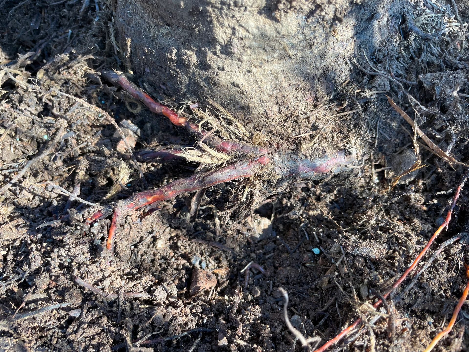 tree removal; tree service; arborist; tree removal choctaw, OK; tree removal midwest city, ok; tree removal nicoma park, ok; tree service choctaw, ok; tree service midwest city, ok; tree service nicoma park, ok tree removal harrah, tree removal choctaw, tree removal mcloud, tree removal jones, tree removal luther, tree removal edmond, tree removal arcadia, tree removal shawnee, tree removal meeker, tree removal nicoma park, tree removal spencer, tree removal mwc, tree removal midwest city, tree removal del city, tree removal okc, tree removal oklahoma city, tree removal moore, tree removal dale, tree removal midway, tree removal fowler, tree removal jacktown,  tree removal bethel acres, tree removal tecumseh, tree removal pink, tree removal nichols hills, tree removal the village, tree removal wellston, tree removal lake thunderbird, tree removal thunderbird, tree service harrah, tree service choctaw, tree service mcloud, tree service jones, tree service luther, tree service edmond, tree service arcadia, tree service shawnee, tree service meeker, tree service nicoma park, tree service spencer, tree service mwc, tree service midwest city, tree service del city, tree service okc, tree service oklahoma city, tree service moore, tree service dale, tree service midway, tree service fowler, tree service jacktown,  tree service bethel acres, tree service tecumseh, tree service pink, tree service nichols hills, tree service the village, tree service wellston, tree service lake thunderbird, tree service thunderbird, tree services harrah, tree services choctaw, tree services mcloud, tree services jones, tree services luther, tree services edmond, tree services arcadia, tree services shawnee, tree services meeker, tree services nicoma park, tree services spencer, tree services mwc, tree services midwest city, tree services del city, tree services okc, tree services oklahoma city, tree services moore, tree services dale, tree services midway, tree services fowler, tree services jacktown,  tree services bethel acres, tree services tecumseh, tree services pink, tree services nichols hills, tree services the village, tree services wellston, tree services lake thunderbird, tree services thunderbird, tree pruning harrah, tree pruning choctaw, tree pruning mcloud, tree pruning jones, tree pruning luther, tree pruning edmond, tree pruning arcadia, tree pruning shawnee, tree pruning meeker, tree pruning nicoma park, tree pruning spencer, tree pruning mwc, tree pruning midwest city, tree pruning del city, tree pruning okc, tree pruning oklahoma city, tree pruning moore, tree pruning dale, tree pruning midway, tree pruning fowler, tree pruning jacktown,  tree pruning bethel acres, tree pruning tecumseh, tree pruning pink, tree pruning nichols hills, tree pruning the village, tree pruning wellston, tree pruning lake thunderbird, tree pruning thunderbird, tree trimming harrah, tree trimming choctaw, tree trimming mcloud, tree trimming jones, tree trimming luther, tree trimming edmond, tree trimming arcadia, tree trimming shawnee, tree trimming meeker, tree trimming nicoma park, tree trimming spencer, tree trimming mwc, tree trimming midwest city, tree trimming del city, tree trimming okc, tree trimming oklahoma city, tree trimming moore, tree trimming dale, tree trimming midway, tree trimming fowler, tree trimming jacktown,  tree trimming bethel acres, tree trimming tecumseh, tree trimming pink, tree trimming nichols hills, tree trimming the village, tree trimming wellston, tree trimming lake thunderbird, tree trimming thunderbird, stump grinding harrah, stump grinding  choctaw, stump grinding mcloud, stump grinding jones, stump grinding luther, stump grinding  edmond, stump grinding arcadia, stump grinding shawnee, stump grinding meeker, stump grinding nicoma park, stump grinding spencer, stump grinding mwc, stump grinding midwest city, stump grinding del city, stump grinding okc, stump grinding oklahoma city, stump grinding moore, stump grinding dale, stump grinding midway, stump grinding fowler, stump grinding jacktown, stump grinding bethel acres, stump grinding tecumseh, stump grinding pink, stump grinding nichols hills, stump grinding the village, stump grinding wellston, stump grinding lake thunderbird, stump grinding thunderbird, harrah tree removal, choctaw tree removal, mcloud tree removal, jones tree removal, luther tree removal, edmond tree removal, arcadia tree removal, shawnee tree removal, meeker tree removal, nicoma park tree removal, spencer tree removal, mwc tree removal, midwest city tree removal, del city tree removal, okc tree removal, oklahoma city tree removal, moore tree removal, dale tree removal, midway tree removal, fowler tree removal, jacktown tree removal, bethel acres tree removal,  tecumseh tree removal, pink tree removal, nichols hills tree removal, the village tree removal, wellston tree removal, lake thunderbird tree removal, thunderbird tree removal, harrah tree service, choctaw tree service, mcloud tree service, jones tree service, luther tree service, edmond tree service, arcadia tree service, shawnee tree service, meeker tree service, nicoma park tree service, spencer tree service, mwc tree service, midwest city tree service, del city tree service, okc tree service, oklahoma city tree service, moore tree service, dale tree service, midway tree service, fowler tree service, jacktown tree service, bethel acres tree service,  tecumseh tree service, pink tree service, nichols hills tree service, the village tree service, wellston tree service, lake thunderbird tree service, thunderbird tree service, harrah tree services, choctaw tree services, mcloud tree services, jones tree services, luther tree services, edmond tree services, arcadia tree services, shawnee tree services, meeker tree services, nicoma park tree services, spencer tree services, mwc tree services, midwest city tree services, del city tree services, okc tree services, oklahoma city tree services, moore tree services, dale tree services, midway tree services, fowler tree services, jacktown tree services, bethel acres tree services,  tecumseh tree services, pink tree services, nichols hills tree services, the village tree services, wellston tree services, lake thunderbird tree services, thunderbird tree services, harrah tree pruning, choctaw tree pruning, mcloud tree pruning, jones tree pruning, luther tree pruning, edmond tree pruning, arcadia tree pruning, shawnee tree pruning, meeker tree pruning, nicoma park tree pruning, spencer tree pruning, mwc tree pruning, midwest city tree pruning, del city tree pruning, okc tree pruning, oklahoma city tree pruning, moore tree pruning, dale tree pruning, midway tree pruning, fowler tree pruning, jacktown tree pruning, bethel acres tree pruning,  tecumseh tree pruning, pink tree pruning, nichols hills tree pruning, the village tree pruning, wellston tree pruning, lake thunderbird tree pruning, thunderbird tree pruning, harrah tree trimming, choctaw tree trimming, mcloud tree trimming, jones tree trimming, luther tree trimming, edmond tree trimming, arcadia tree trimming, shawnee tree trimming, meeker tree trimming, nicoma park tree trimming, spencer tree trimming, mwc tree trimming, midwest city tree trimming, del city tree trimming, okc tree trimming, oklahoma city tree trimming, moore tree trimming, dale tree trimming, midway tree trimming, fowler tree trimming, jacktown tree trimming, bethel acres tree trimming,  tecumseh tree trimming, pink tree trimming, nichols hills tree trimming, the village tree trimming, wellston tree trimming, lake thunderbird tree trimming, thunderbird tree trimming, harrah stump grinding, choctaw stump grinding, mcloud stump grinding, jones stump grinding, luther stump grinding, edmond stump grinding, arcadia stump grinding, shawnee stump grinding, meeker stump grinding, nicoma park stump grinding, spencer stump grinding, mwc stump grinding, midwest city stump grinding, del city stump grinding, okc stump grinding, oklahoma city stump grinding, moore stump grinding, dale stump grinding, midway stump grinding, fowler stump grinding, jacktown stump grinding, bethel acres stump grinding,  tecumseh stump grinding, pink stump grinding, nichols hills stump grinding, the village stump grinding, wellston stump grinding, lake thunderbird stump grinding, thunderbird stump grinding, harrah arborist, choctaw arborist, mcloud arborist, jones arborist, luther arborist, edmond arborist, arcadia arborist, shawnee arborist, meeker arborist, nicoma park arborist, spencer arborist, mwc arborist, midwest city arborist, del city arborist, okc arborist, oklahoma city arborist, moore arborist, dale arborist, midway arborist, fowler arborist, jacktown arborist, bethel acres arborist,  tecumseh arborist, pink arborist, nichols hills arborist, the village arborist, wellston arborist, lake thunderbird arborist, thunderbird arborist, arborist harrah, arborist choctaw, arborist mcloud, arborist jones, arborist luther, arborist edmond, arborist arcadia, arborist shawnee, arborist meeker, arborist nicoma park, arborist spencer, arborist mwc, arborist midwest city, arborist del city, arborist okc, arborist oklahoma city, arborist moore, arborist dale, arborist midway, arborist fowler, arborist jacktown, arborist bethel acres, arborist tecumseh, arborist pink, arborist nichols hills, arborist the village, arborist wellston, arborist lake thunderbird, arborist thunderbird,