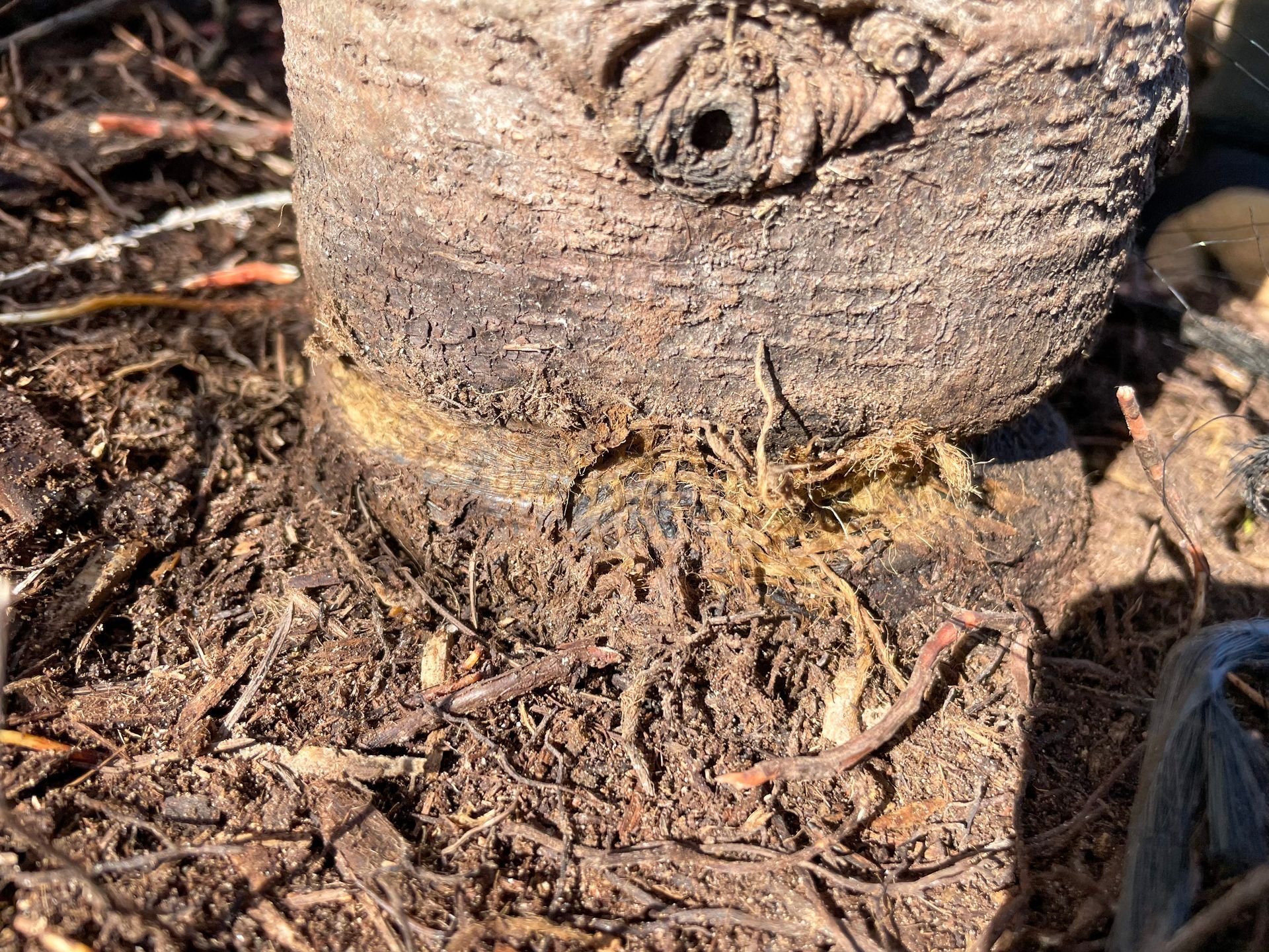 tree removal; tree service; arborist; tree removal choctaw, OK; tree removal midwest city, ok; tree removal nicoma park, ok; tree service choctaw, ok; tree service midwest city, ok; tree service nicoma park, ok tree removal harrah, tree removal choctaw, tree removal mcloud, tree removal jones, tree removal luther, tree removal edmond, tree removal arcadia, tree removal shawnee, tree removal meeker, tree removal nicoma park, tree removal spencer, tree removal mwc, tree removal midwest city, tree removal del city, tree removal okc, tree removal oklahoma city, tree removal moore, tree removal dale, tree removal midway, tree removal fowler, tree removal jacktown,  tree removal bethel acres, tree removal tecumseh, tree removal pink, tree removal nichols hills, tree removal the village, tree removal wellston, tree removal lake thunderbird, tree removal thunderbird, tree service harrah, tree service choctaw, tree service mcloud, tree service jones, tree service luther, tree service edmond, tree service arcadia, tree service shawnee, tree service meeker, tree service nicoma park, tree service spencer, tree service mwc, tree service midwest city, tree service del city, tree service okc, tree service oklahoma city, tree service moore, tree service dale, tree service midway, tree service fowler, tree service jacktown,  tree service bethel acres, tree service tecumseh, tree service pink, tree service nichols hills, tree service the village, tree service wellston, tree service lake thunderbird, tree service thunderbird, tree services harrah, tree services choctaw, tree services mcloud, tree services jones, tree services luther, tree services edmond, tree services arcadia, tree services shawnee, tree services meeker, tree services nicoma park, tree services spencer, tree services mwc, tree services midwest city, tree services del city, tree services okc, tree services oklahoma city, tree services moore, tree services dale, tree services midway, tree services fowler, tree services jacktown,  tree services bethel acres, tree services tecumseh, tree services pink, tree services nichols hills, tree services the village, tree services wellston, tree services lake thunderbird, tree services thunderbird, tree pruning harrah, tree pruning choctaw, tree pruning mcloud, tree pruning jones, tree pruning luther, tree pruning edmond, tree pruning arcadia, tree pruning shawnee, tree pruning meeker, tree pruning nicoma park, tree pruning spencer, tree pruning mwc, tree pruning midwest city, tree pruning del city, tree pruning okc, tree pruning oklahoma city, tree pruning moore, tree pruning dale, tree pruning midway, tree pruning fowler, tree pruning jacktown,  tree pruning bethel acres, tree pruning tecumseh, tree pruning pink, tree pruning nichols hills, tree pruning the village, tree pruning wellston, tree pruning lake thunderbird, tree pruning thunderbird, tree trimming harrah, tree trimming choctaw, tree trimming mcloud, tree trimming jones, tree trimming luther, tree trimming edmond, tree trimming arcadia, tree trimming shawnee, tree trimming meeker, tree trimming nicoma park, tree trimming spencer, tree trimming mwc, tree trimming midwest city, tree trimming del city, tree trimming okc, tree trimming oklahoma city, tree trimming moore, tree trimming dale, tree trimming midway, tree trimming fowler, tree trimming jacktown,  tree trimming bethel acres, tree trimming tecumseh, tree trimming pink, tree trimming nichols hills, tree trimming the village, tree trimming wellston, tree trimming lake thunderbird, tree trimming thunderbird, stump grinding harrah, stump grinding  choctaw, stump grinding mcloud, stump grinding jones, stump grinding luther, stump grinding  edmond, stump grinding arcadia, stump grinding shawnee, stump grinding meeker, stump grinding nicoma park, stump grinding spencer, stump grinding mwc, stump grinding midwest city, stump grinding del city, stump grinding okc, stump grinding oklahoma city, stump grinding moore, stump grinding dale, stump grinding midway, stump grinding fowler, stump grinding jacktown, stump grinding bethel acres, stump grinding tecumseh, stump grinding pink, stump grinding nichols hills, stump grinding the village, stump grinding wellston, stump grinding lake thunderbird, stump grinding thunderbird, harrah tree removal, choctaw tree removal, mcloud tree removal, jones tree removal, luther tree removal, edmond tree removal, arcadia tree removal, shawnee tree removal, meeker tree removal, nicoma park tree removal, spencer tree removal, mwc tree removal, midwest city tree removal, del city tree removal, okc tree removal, oklahoma city tree removal, moore tree removal, dale tree removal, midway tree removal, fowler tree removal, jacktown tree removal, bethel acres tree removal,  tecumseh tree removal, pink tree removal, nichols hills tree removal, the village tree removal, wellston tree removal, lake thunderbird tree removal, thunderbird tree removal, harrah tree service, choctaw tree service, mcloud tree service, jones tree service, luther tree service, edmond tree service, arcadia tree service, shawnee tree service, meeker tree service, nicoma park tree service, spencer tree service, mwc tree service, midwest city tree service, del city tree service, okc tree service, oklahoma city tree service, moore tree service, dale tree service, midway tree service, fowler tree service, jacktown tree service, bethel acres tree service,  tecumseh tree service, pink tree service, nichols hills tree service, the village tree service, wellston tree service, lake thunderbird tree service, thunderbird tree service, harrah tree services, choctaw tree services, mcloud tree services, jones tree services, luther tree services, edmond tree services, arcadia tree services, shawnee tree services, meeker tree services, nicoma park tree services, spencer tree services, mwc tree services, midwest city tree services, del city tree services, okc tree services, oklahoma city tree services, moore tree services, dale tree services, midway tree services, fowler tree services, jacktown tree services, bethel acres tree services,  tecumseh tree services, pink tree services, nichols hills tree services, the village tree services, wellston tree services, lake thunderbird tree services, thunderbird tree services, harrah tree pruning, choctaw tree pruning, mcloud tree pruning, jones tree pruning, luther tree pruning, edmond tree pruning, arcadia tree pruning, shawnee tree pruning, meeker tree pruning, nicoma park tree pruning, spencer tree pruning, mwc tree pruning, midwest city tree pruning, del city tree pruning, okc tree pruning, oklahoma city tree pruning, moore tree pruning, dale tree pruning, midway tree pruning, fowler tree pruning, jacktown tree pruning, bethel acres tree pruning,  tecumseh tree pruning, pink tree pruning, nichols hills tree pruning, the village tree pruning, wellston tree pruning, lake thunderbird tree pruning, thunderbird tree pruning, harrah tree trimming, choctaw tree trimming, mcloud tree trimming, jones tree trimming, luther tree trimming, edmond tree trimming, arcadia tree trimming, shawnee tree trimming, meeker tree trimming, nicoma park tree trimming, spencer tree trimming, mwc tree trimming, midwest city tree trimming, del city tree trimming, okc tree trimming, oklahoma city tree trimming, moore tree trimming, dale tree trimming, midway tree trimming, fowler tree trimming, jacktown tree trimming, bethel acres tree trimming,  tecumseh tree trimming, pink tree trimming, nichols hills tree trimming, the village tree trimming, wellston tree trimming, lake thunderbird tree trimming, thunderbird tree trimming, harrah stump grinding, choctaw stump grinding, mcloud stump grinding, jones stump grinding, luther stump grinding, edmond stump grinding, arcadia stump grinding, shawnee stump grinding, meeker stump grinding, nicoma park stump grinding, spencer stump grinding, mwc stump grinding, midwest city stump grinding, del city stump grinding, okc stump grinding, oklahoma city stump grinding, moore stump grinding, dale stump grinding, midway stump grinding, fowler stump grinding, jacktown stump grinding, bethel acres stump grinding,  tecumseh stump grinding, pink stump grinding, nichols hills stump grinding, the village stump grinding, wellston stump grinding, lake thunderbird stump grinding, thunderbird stump grinding, harrah arborist, choctaw arborist, mcloud arborist, jones arborist, luther arborist, edmond arborist, arcadia arborist, shawnee arborist, meeker arborist, nicoma park arborist, spencer arborist, mwc arborist, midwest city arborist, del city arborist, okc arborist, oklahoma city arborist, moore arborist, dale arborist, midway arborist, fowler arborist, jacktown arborist, bethel acres arborist,  tecumseh arborist, pink arborist, nichols hills arborist, the village arborist, wellston arborist, lake thunderbird arborist, thunderbird arborist, arborist harrah, arborist choctaw, arborist mcloud, arborist jones, arborist luther, arborist edmond, arborist arcadia, arborist shawnee, arborist meeker, arborist nicoma park, arborist spencer, arborist mwc, arborist midwest city, arborist del city, arborist okc, arborist oklahoma city, arborist moore, arborist dale, arborist midway, arborist fowler, arborist jacktown, arborist bethel acres, arborist tecumseh, arborist pink, arborist nichols hills, arborist the village, arborist wellston, arborist lake thunderbird, arborist thunderbird,